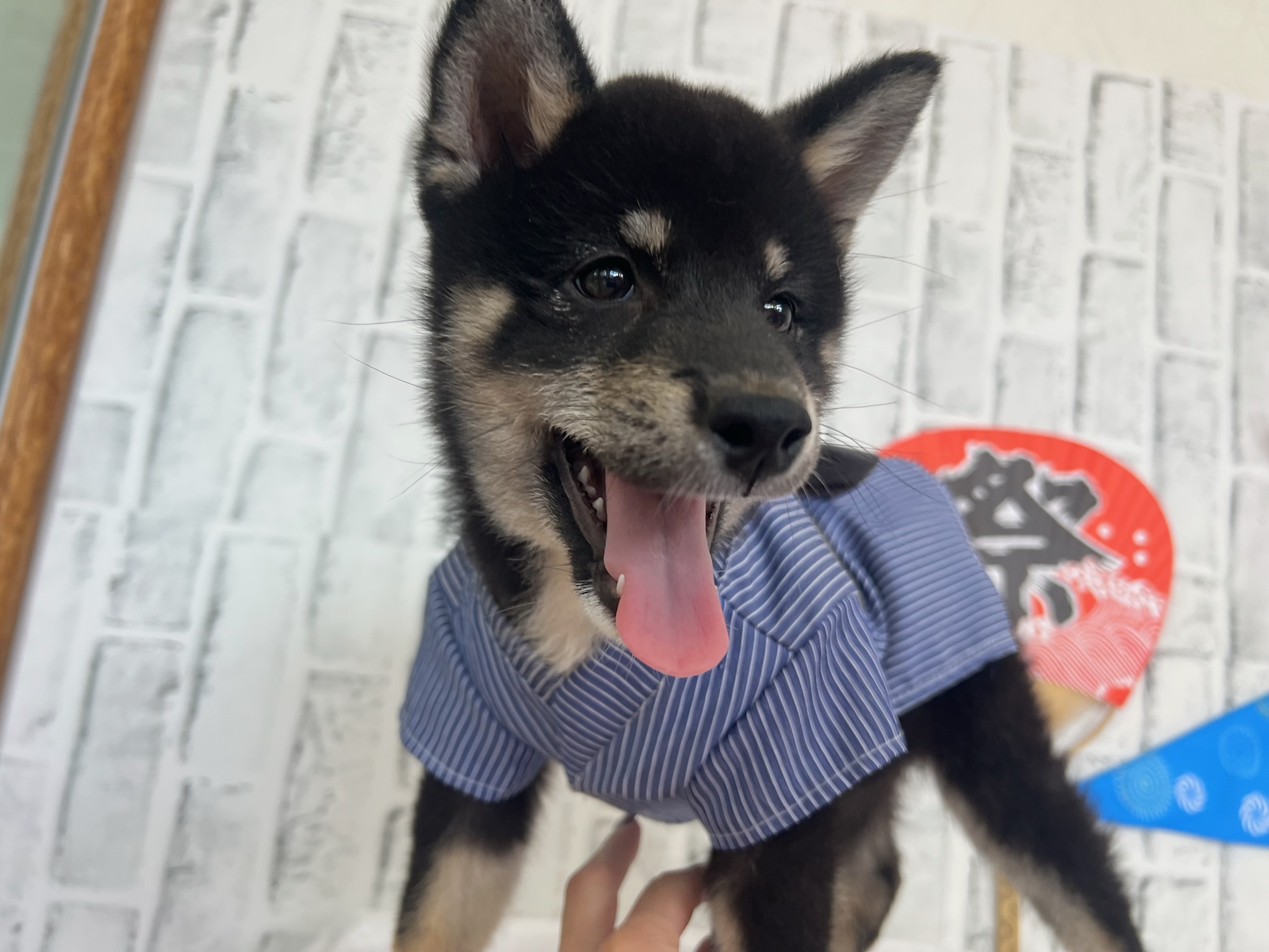 0118b87c10677cb9db0bfc48b34ed9081ace08fb29