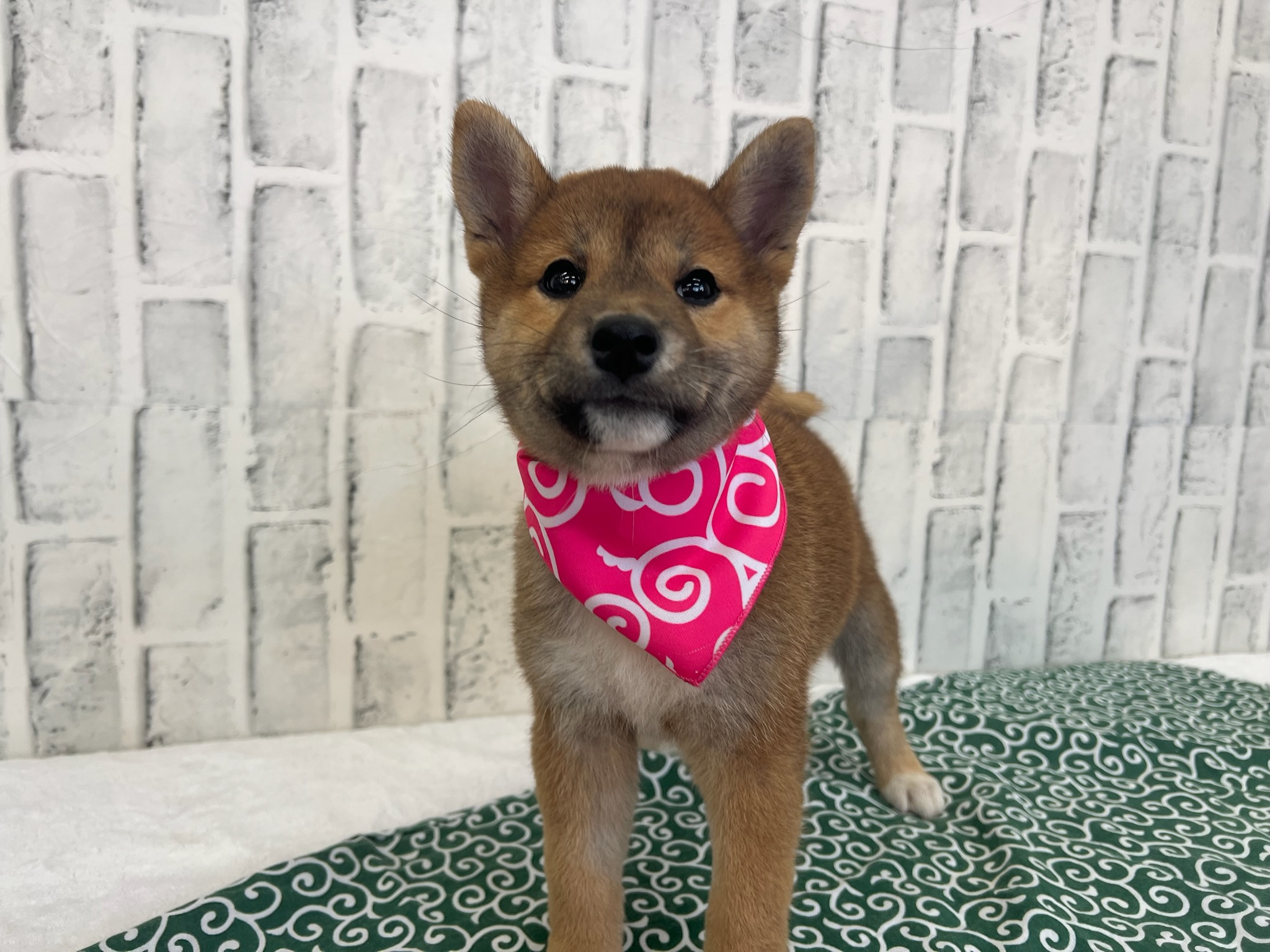 01f615cb8808d4cbf799e2d7f3ad35e05711b8e9b0