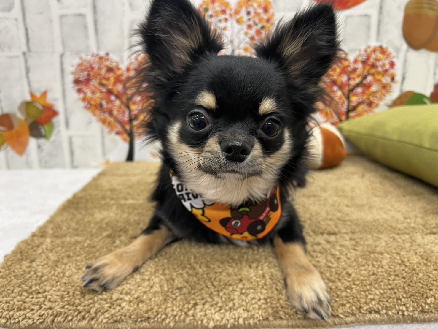 9GJ_EQTVQhKXY8pdn8RcwX_Gh7XR_8QkYaDZJMSjFsOzwOcS8KtoAKjFXxc3sEIHeYtXuUZjFeEqI5G3RnKfzVK_oLJJ68pvGf4H5_bLOVssQHPLQ6XGSWPo64LXKntQ-Y6RmCFYWj9R9NUu3GhWkQ==