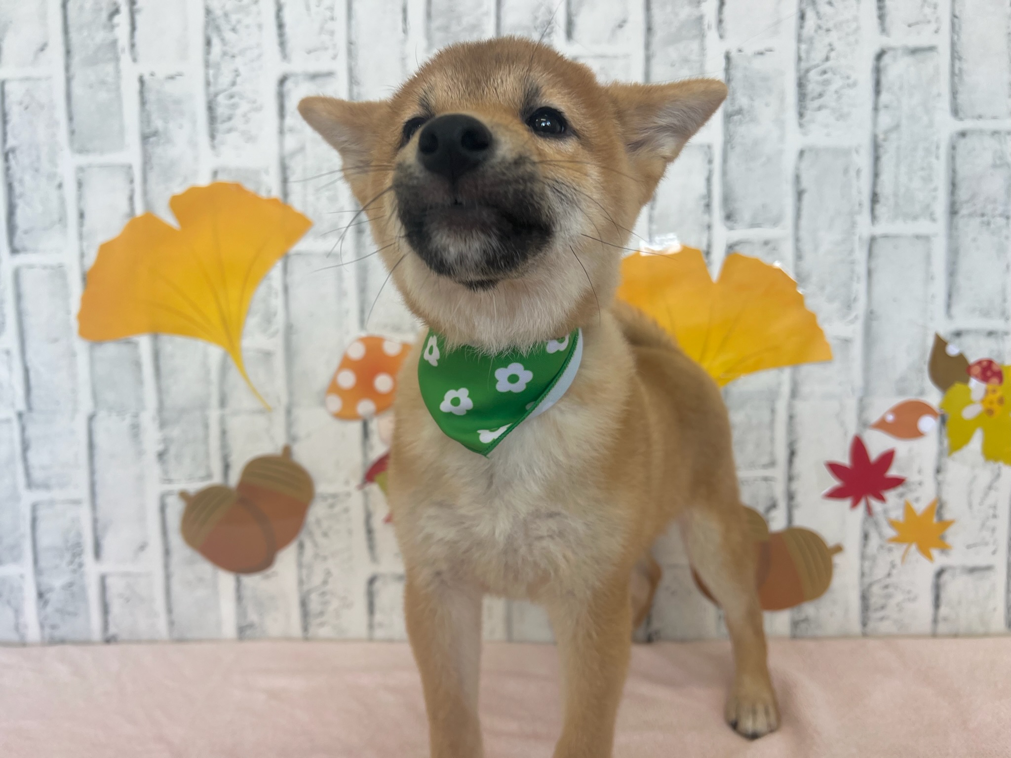 015367392201ac8d305abd981761cf3ea6b4c6a66a