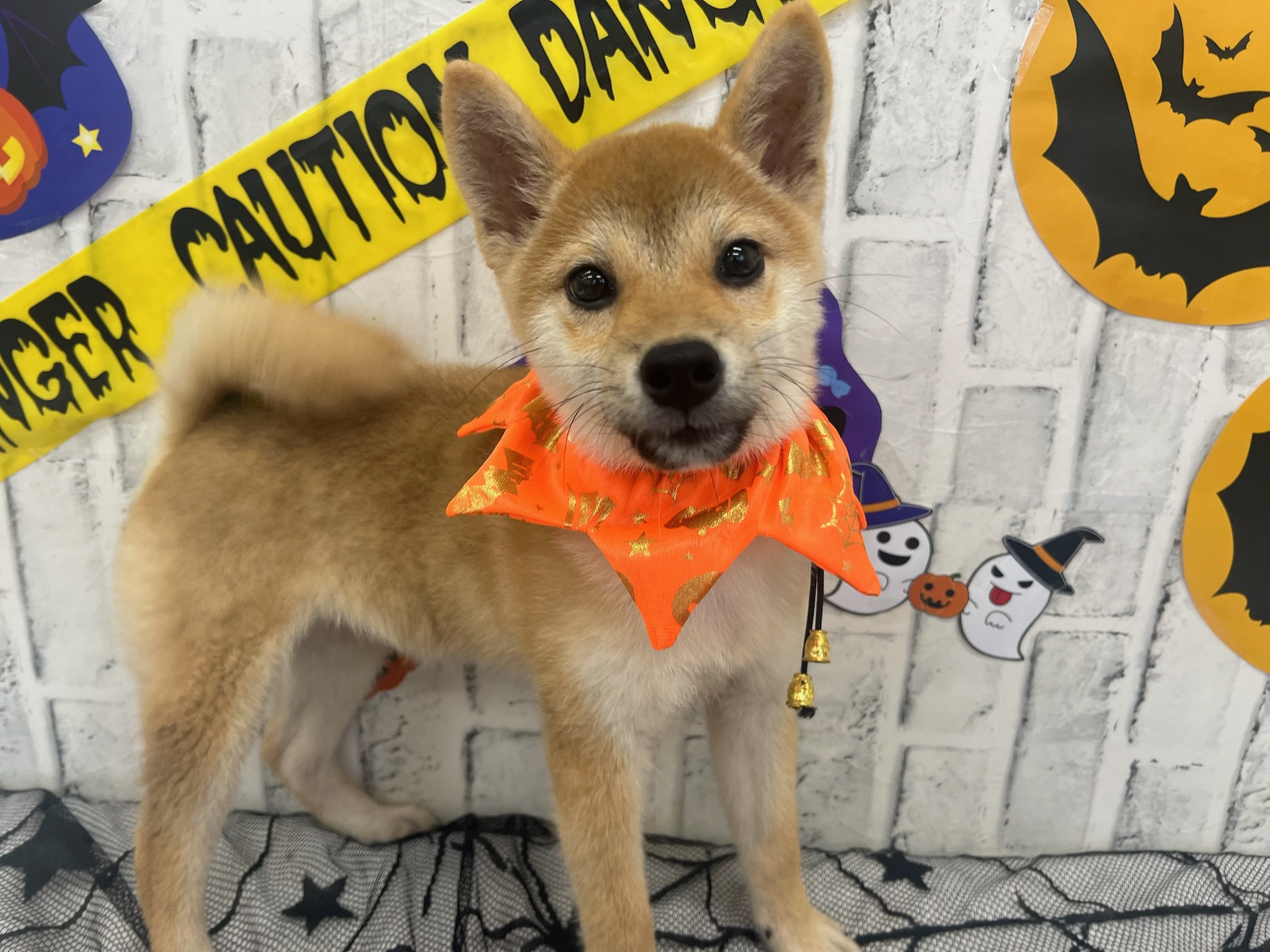 01a211429691a8983317f5acbb148ec9ab8d638c9d