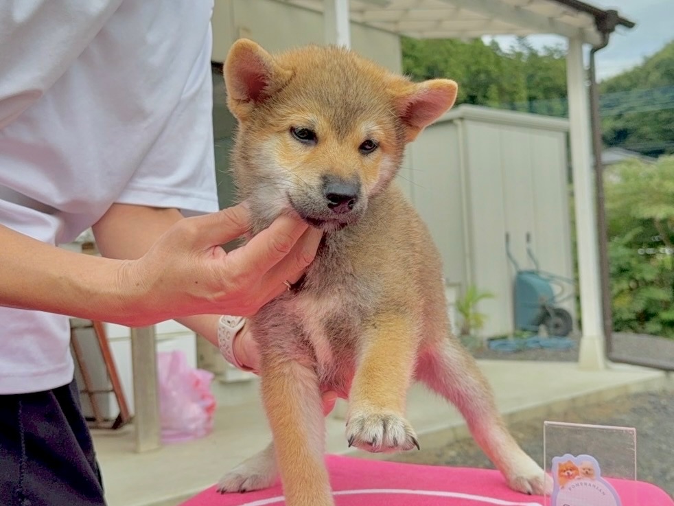 014229f28e79a5558774572ca4d4fca92d184a18ba