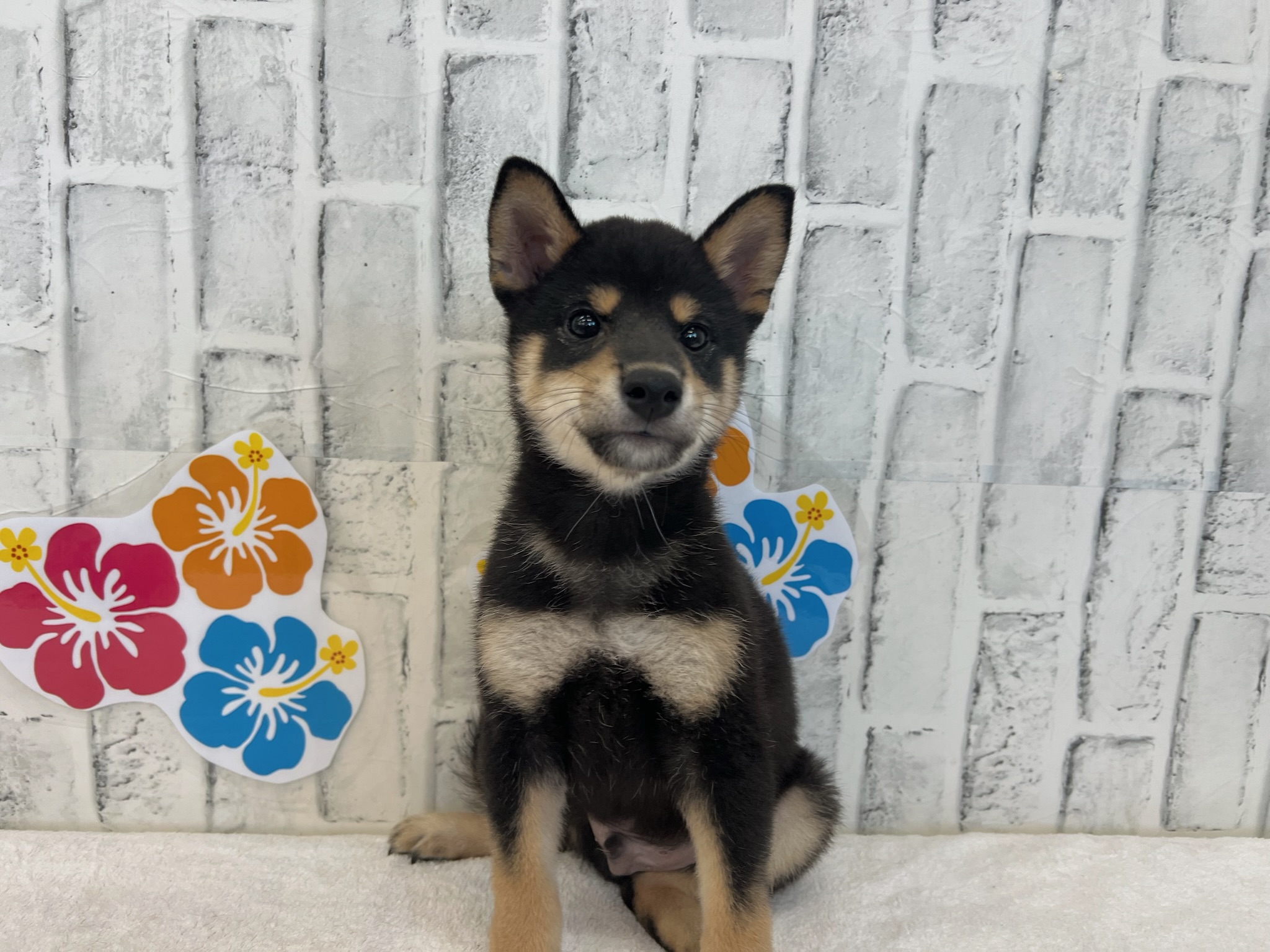 01896ff88ee52312d7023266d76c08232c14c53dc0