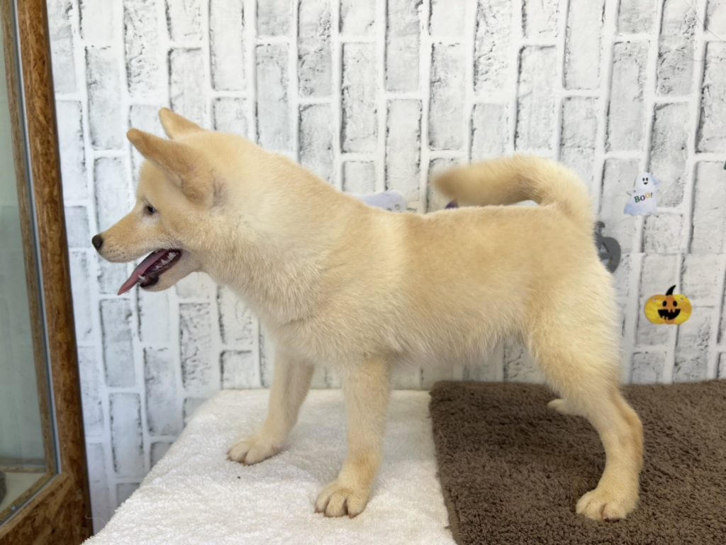 オーダー受付中 柴犬パネル生地 可愛い柴犬のパネル生地 可愛い秋色