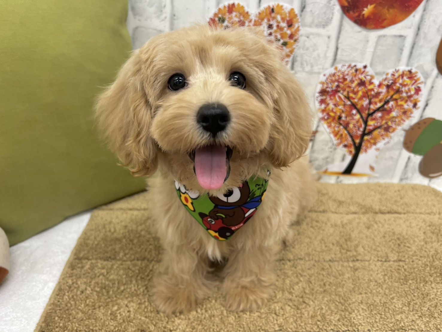 iWjkHHdEYtpQ55UlL55S5cWptuqmimAwk3xDUG6lRDk6VS-Xp-Db0RcfNtktn92JmeiyltO0TPUzlozPZWCI9jmtSK8mbUJnS-Q57e7eRhjxovDkb9G2Cek7Zer-UVMOhQ7XXNlMIvOKyR-Uke5ipw==