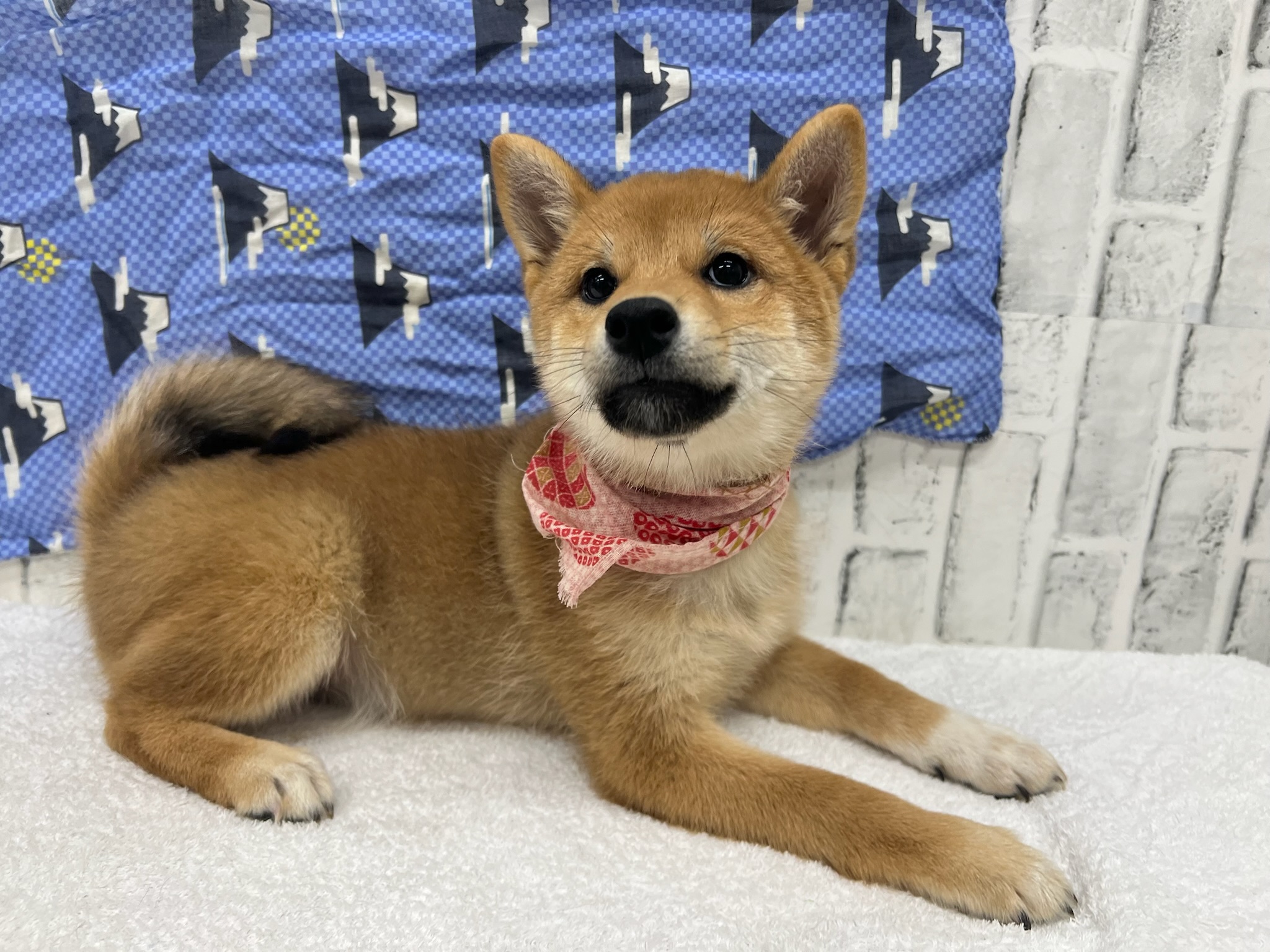 01968d74a8c2d916fa95a68b30629bdea8afcf9e0c