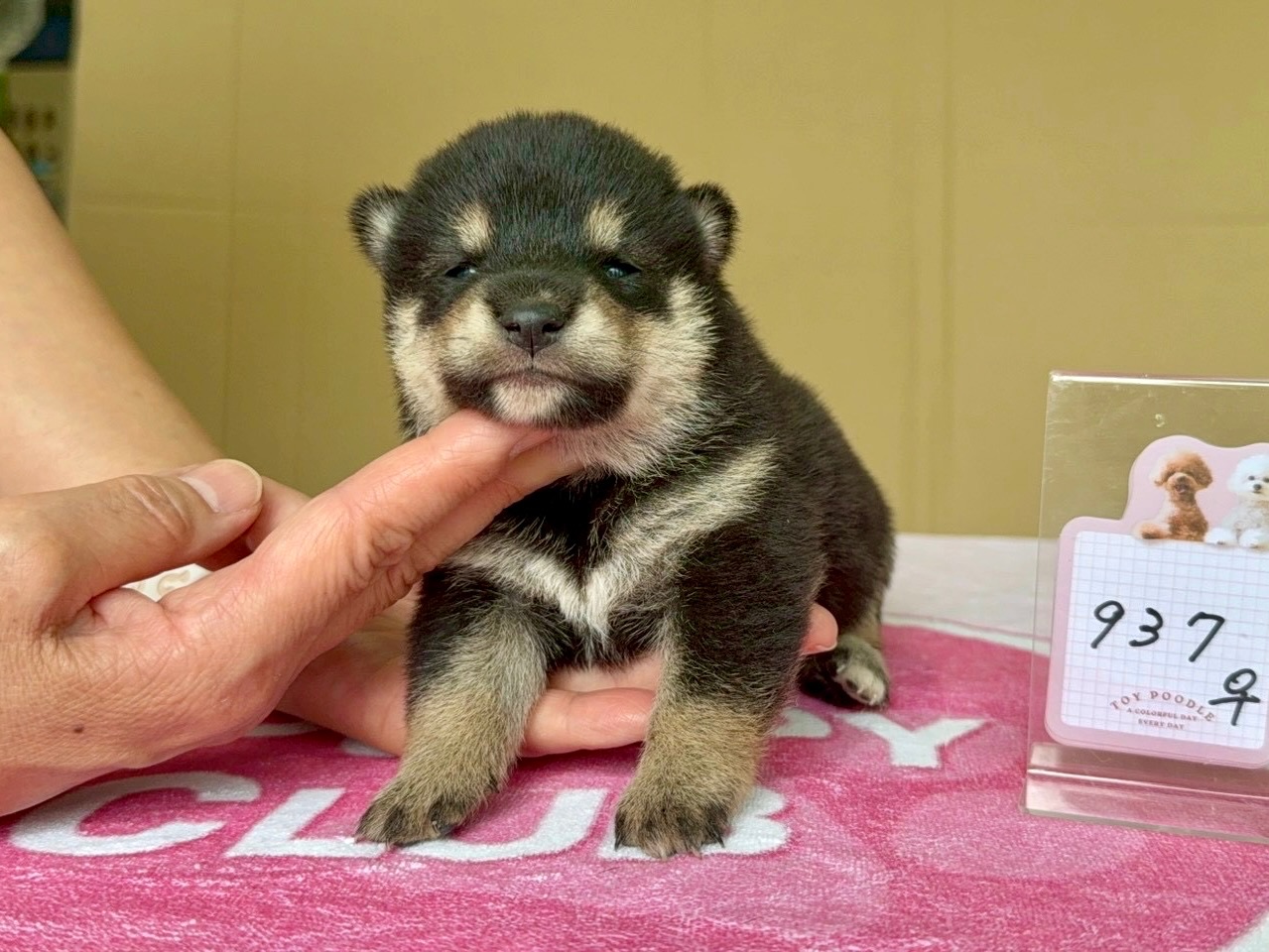 0145a5794964d7903d362f3f8788177839a87fb968