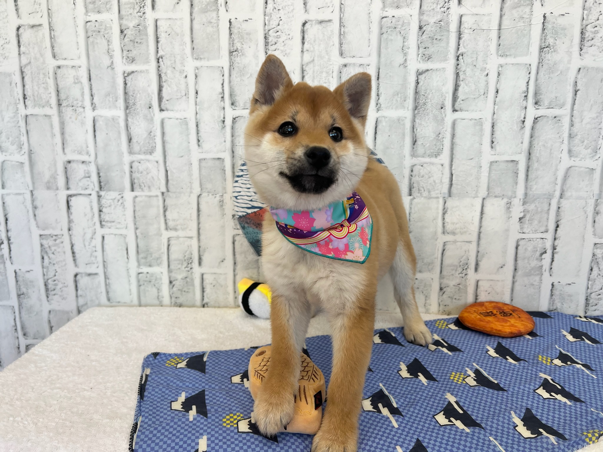 015c0ea5f3851959432eca6a27d3a3233ad277e0c3