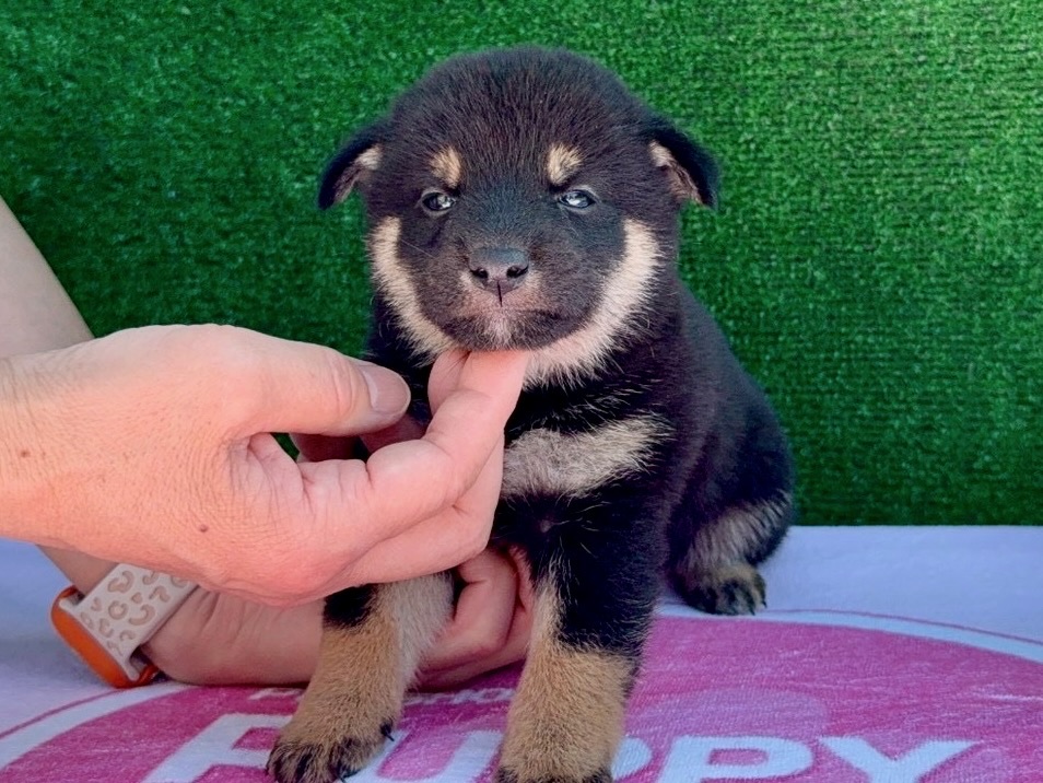 01ebed949c654e87c772a5faf30352cbe9318d1a20