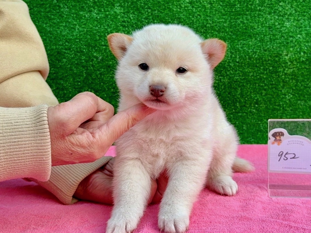 010defa10f2df4070743d0803a7927738ea894d32e