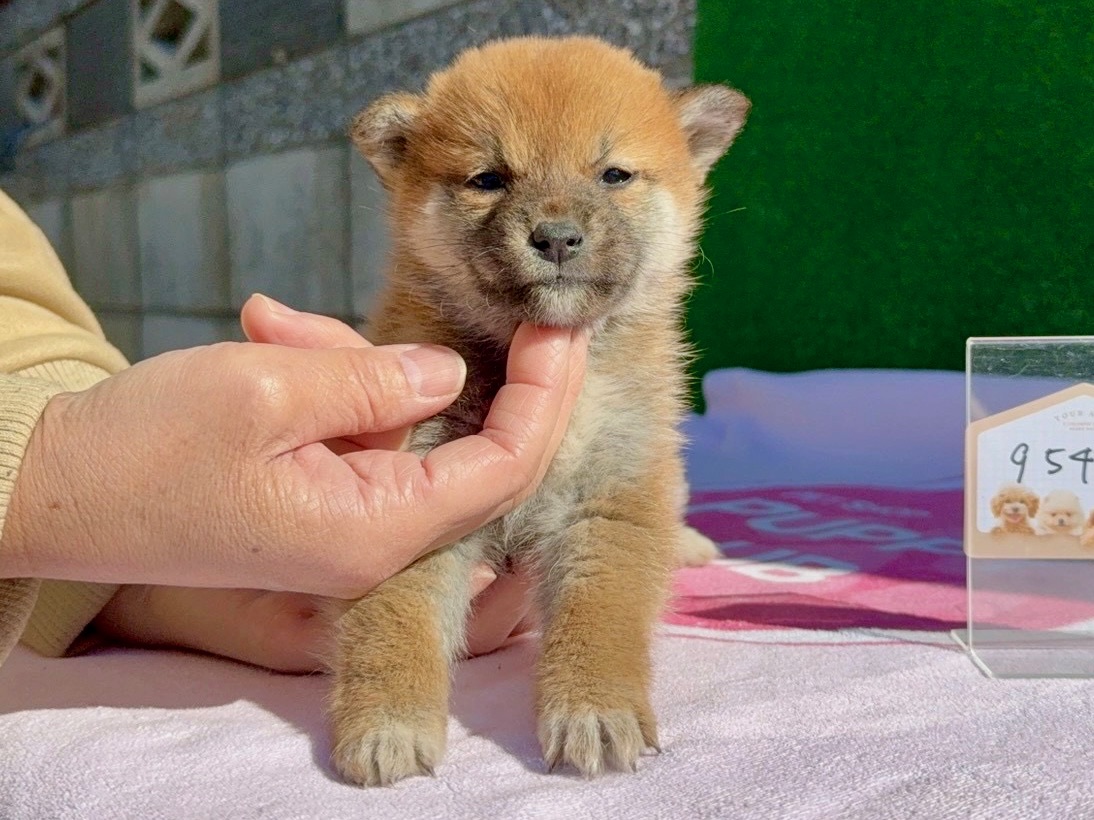 011d46e4d2ad3d5035a2eaa933997f6da3cad616cb