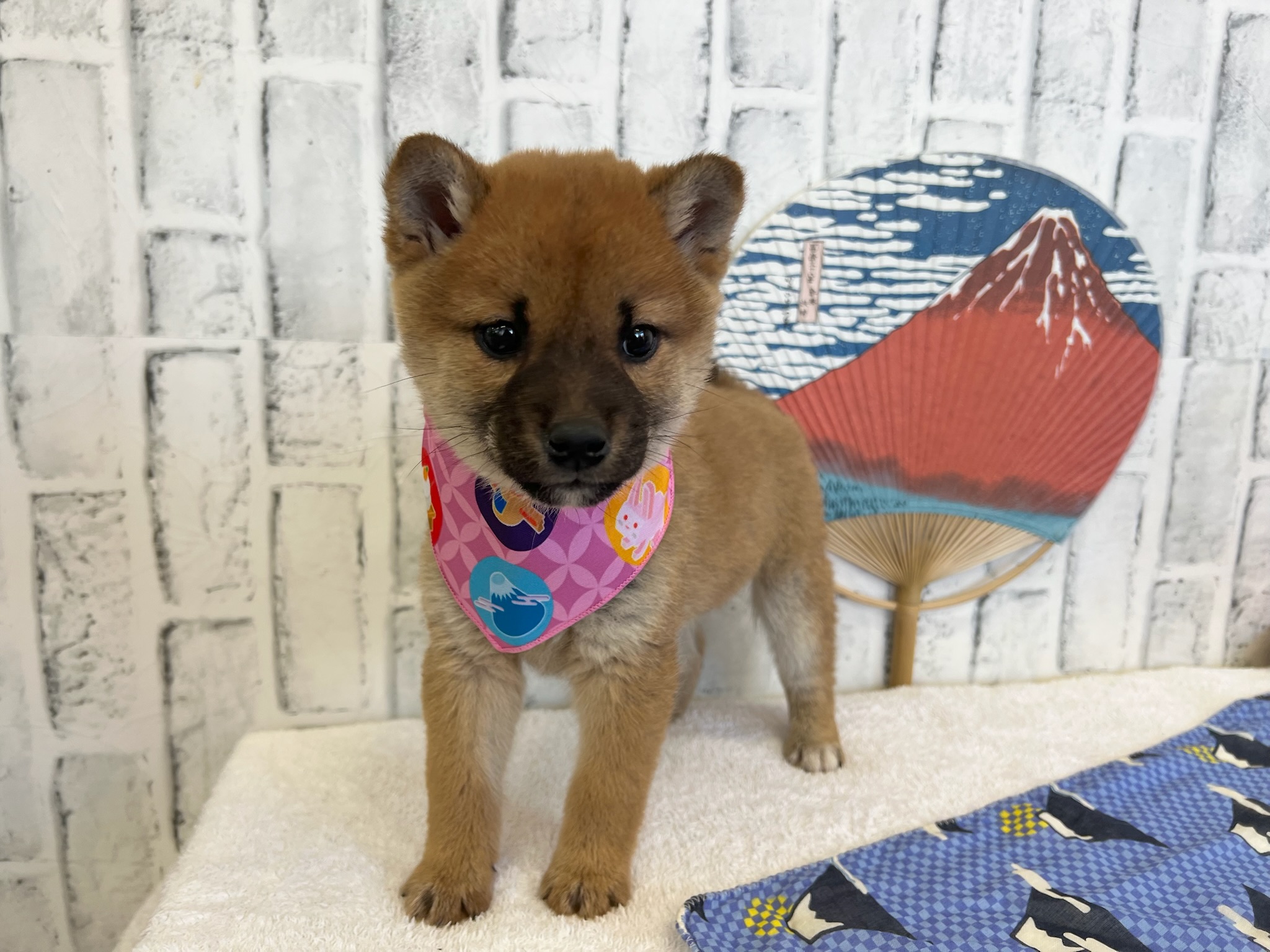 01213882b97d568719d2a16b6b5d5b7e6e6c499444