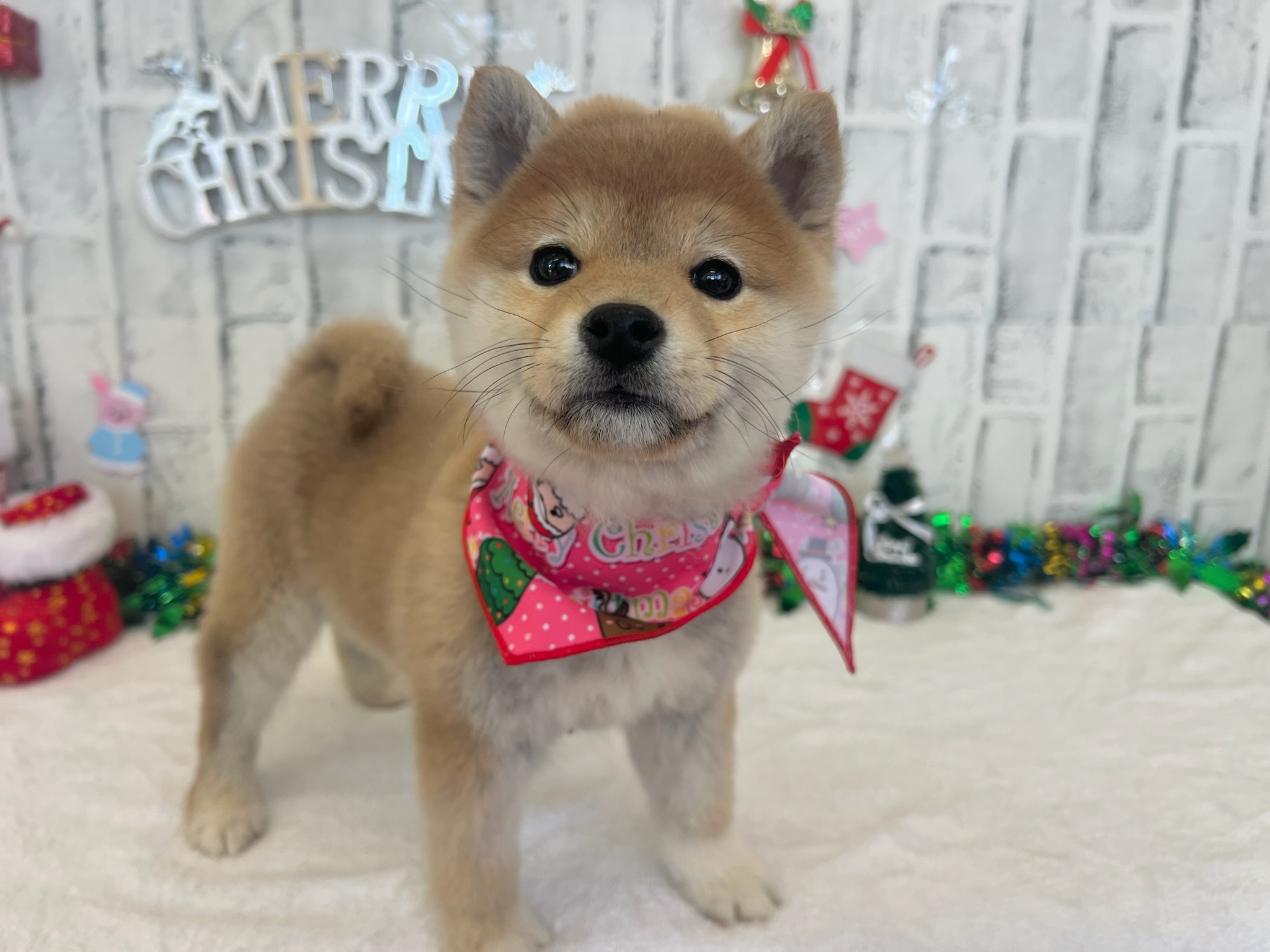 01919b4c3bc95055318ce65244c5877fd4fa4c3064