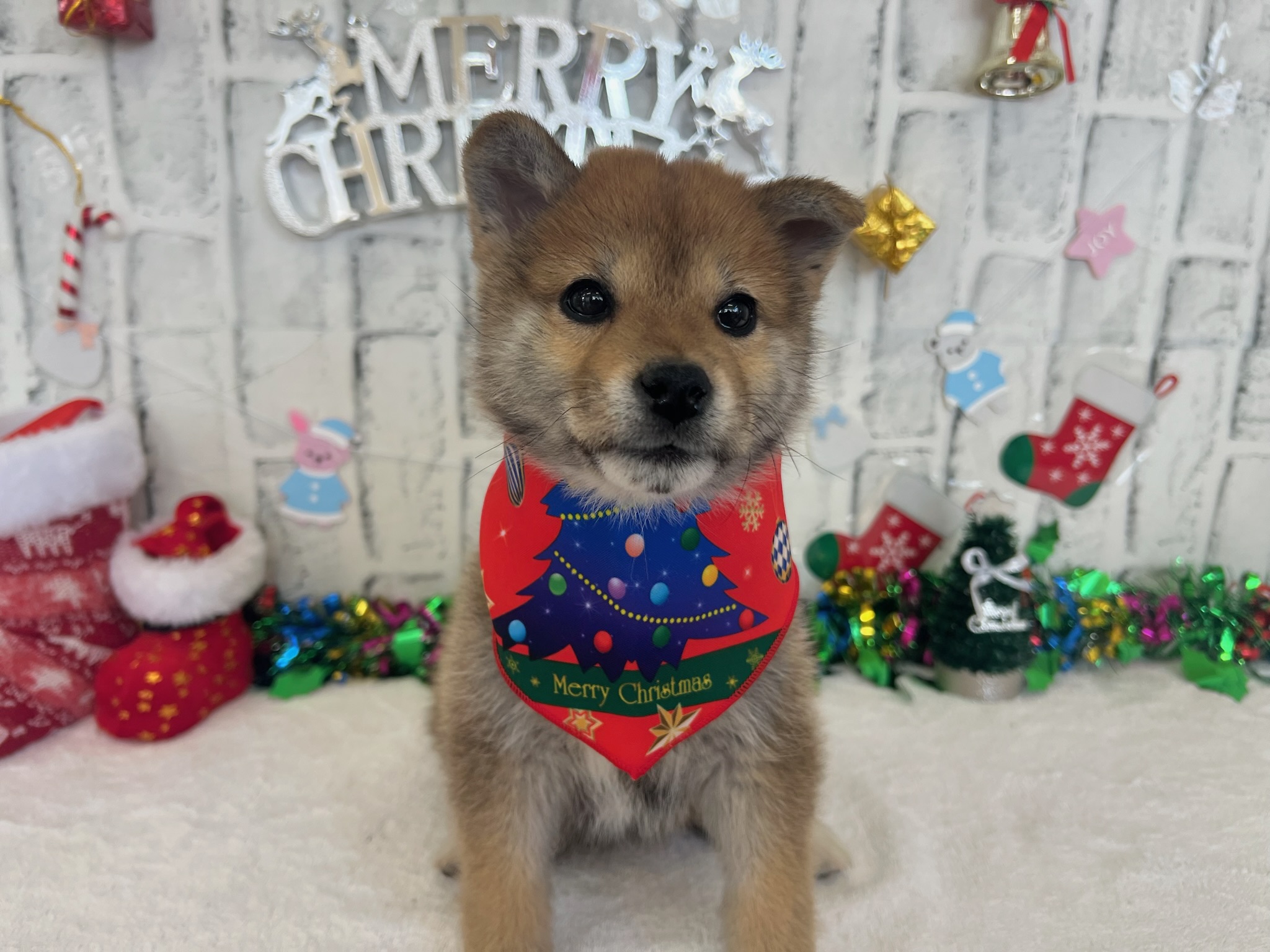 019bf204a8aec0d71d091514b4b14af4c390f9d160