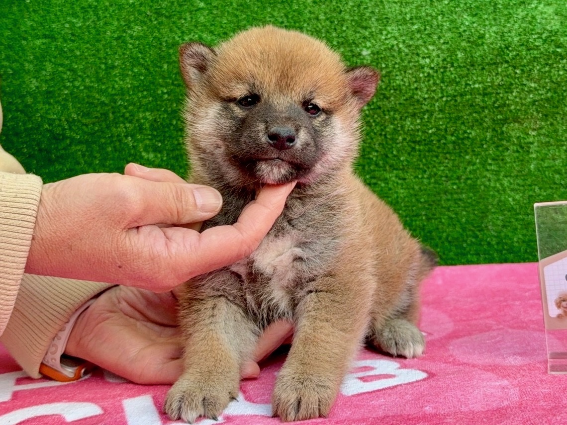 019d300183734714d89286ad385f392309d0ed8f01