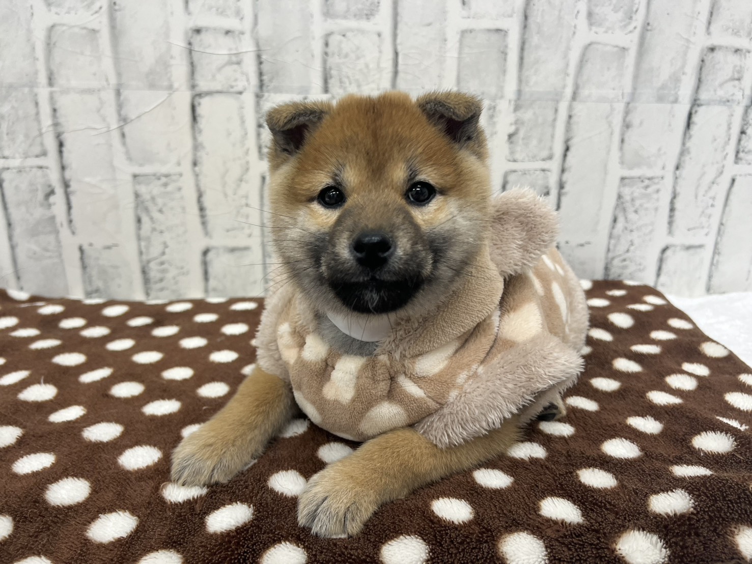 J9IOxNu5uUU44dItUuuPjgphnCk0ZuJGdRfy5cnAdaIiNCYTAuocF0SqGD5aWkI7Os30fpOpFIhheL5v0BTem8ebFbiiqxwurHePgV0-eFJvvui6fxsYGIAmtP8YPu16-Y6RmCFYWj9R9NUu3GhWkQ==