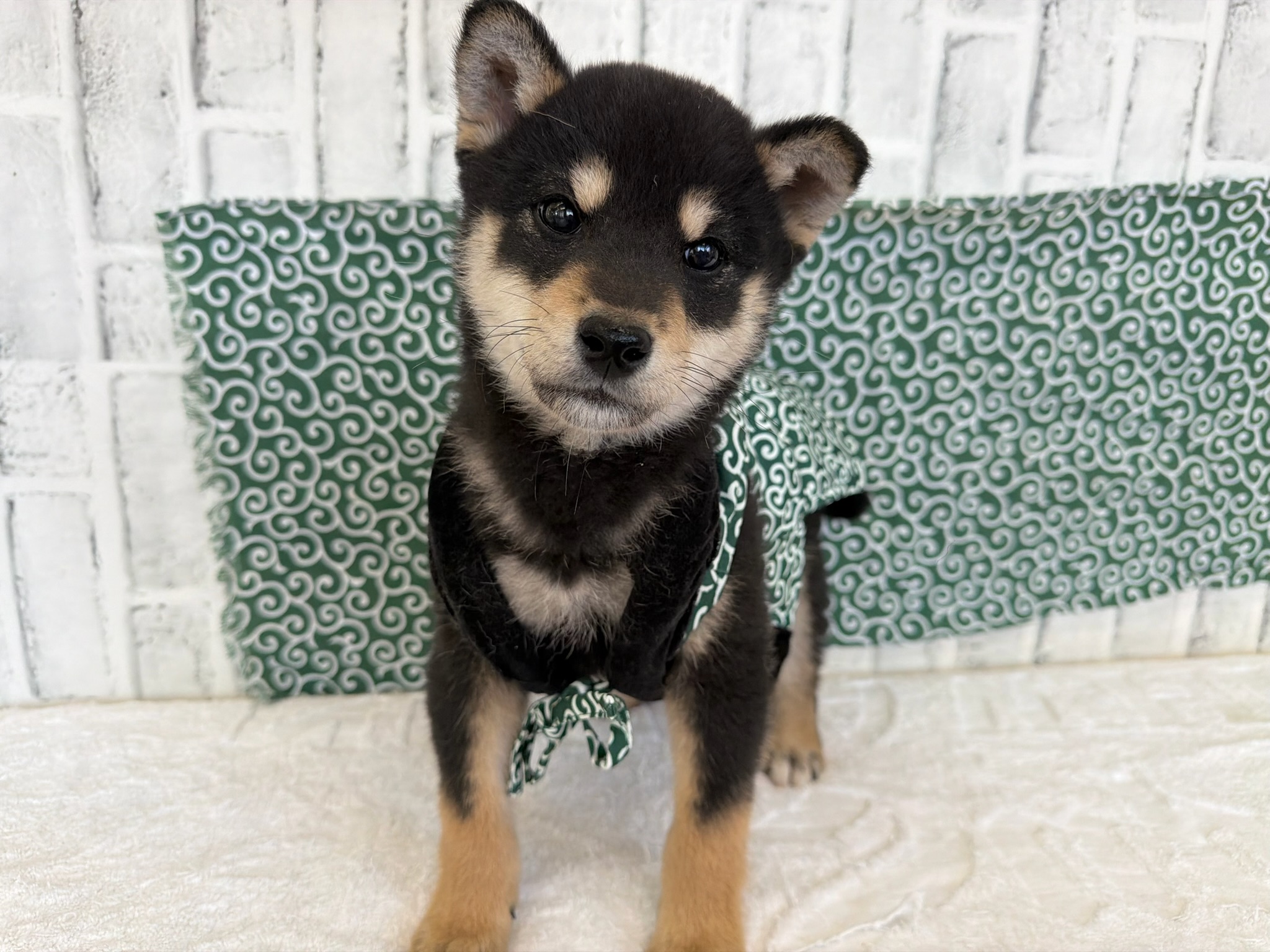 0117fc53039ba1bb3e4866e4f96ed0d689dbbdcd36