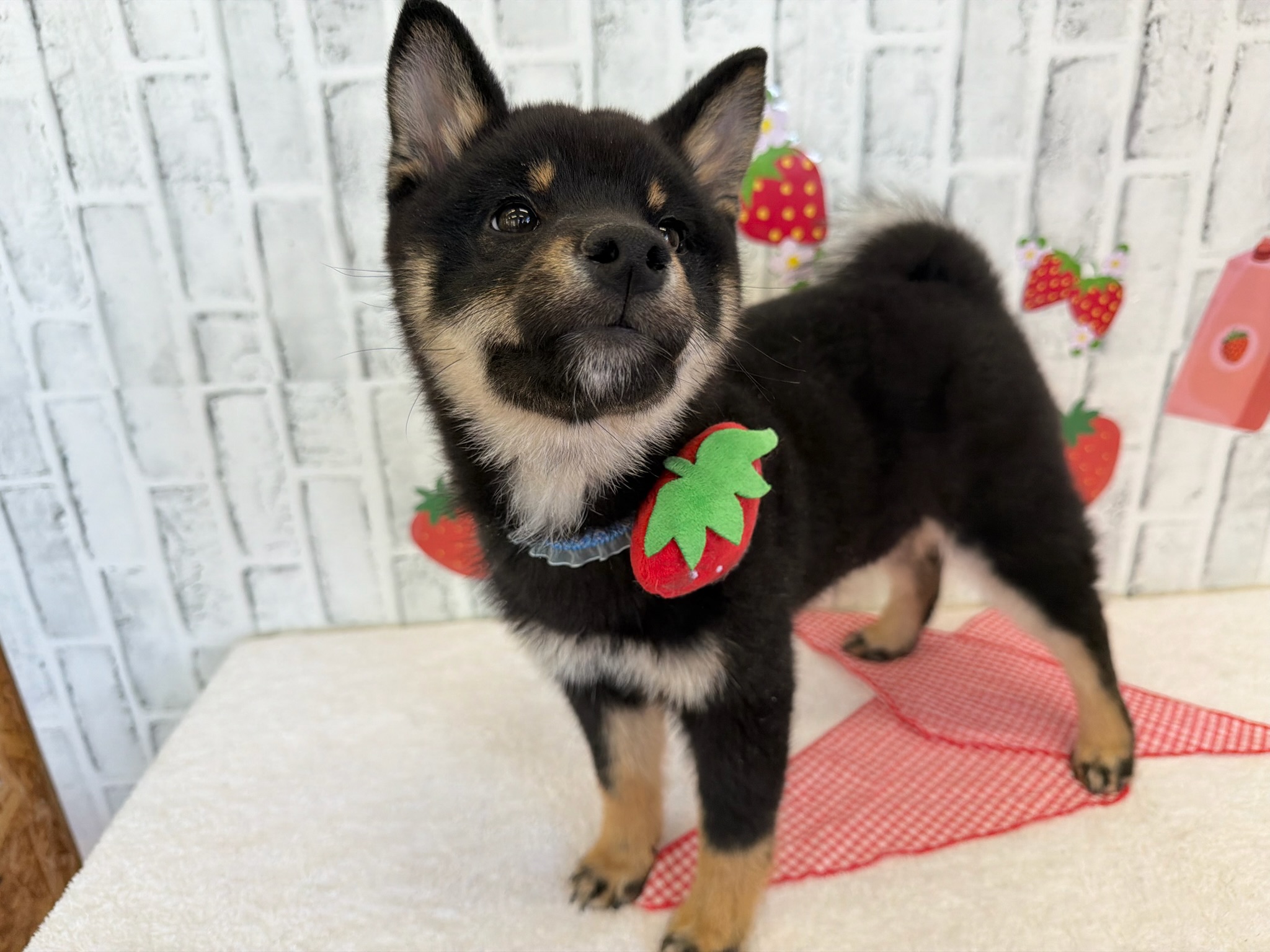 0184d4e022b13f1034f5ac371d53fdebe85a8b4d8f