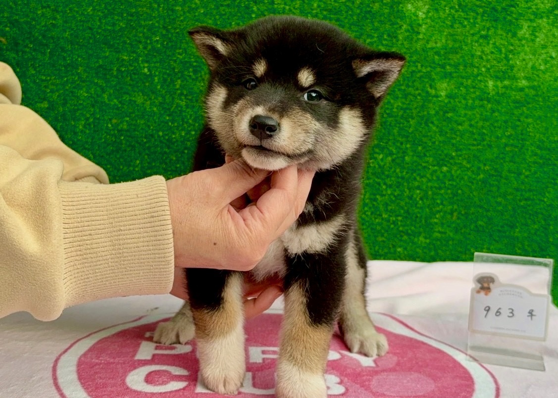 019677952e55b5a1a73079a7ba62ab889c902269ae