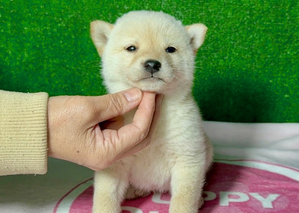 01e11a8d5aea4dd6d8a13162b706261f290cf16e9c