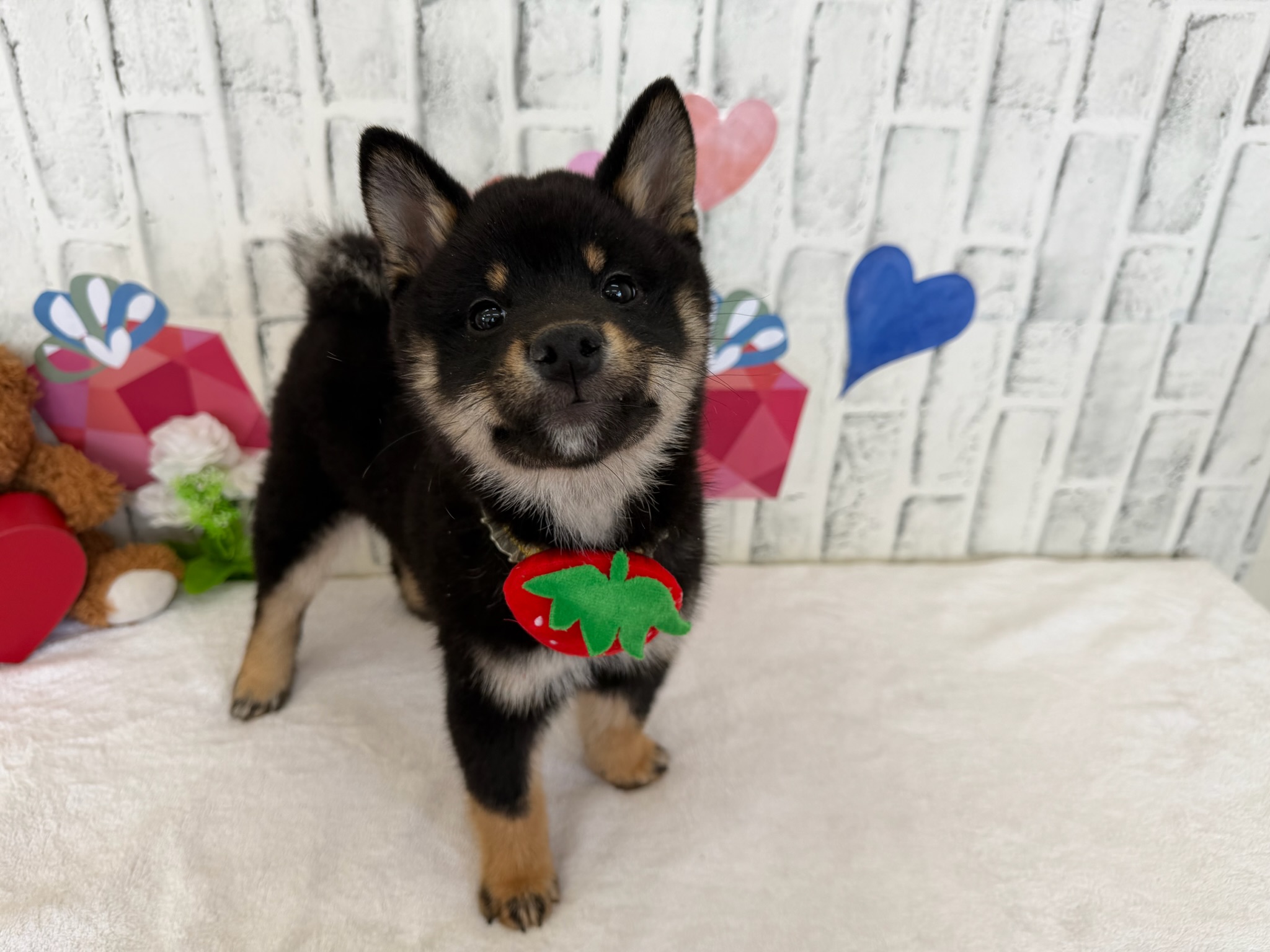 01fc298f9155b49a938fc36bced7c5fa645383ff43