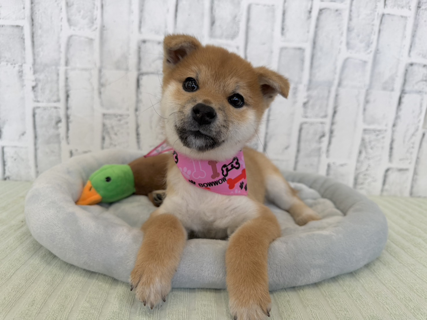 34ErF8EGlXqaMmtXLdE63ar0SfcfgGCYo6qByohH8F9pNvIDLdZhSDPhvphgjYKIXI6Q4iilzgNqLs70GupmWSf2kAoiIJH6XNwCUSDJiS7LRK4gtsvuBz9m7GTcELQSz-l8wzGQwHLkU5ioxg2GJw==