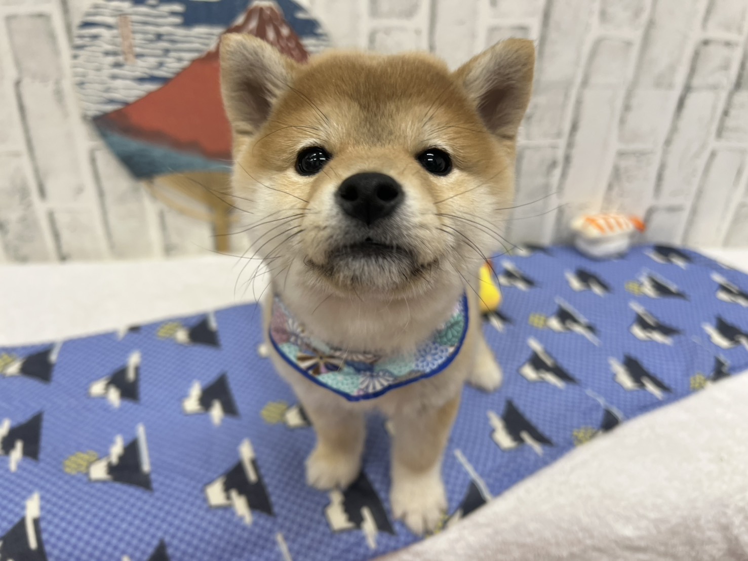 GJhTQ72nUNvRGaRHsn9eSG6MolpwumEESX_LMMUsvn-EcdgOrkKkw3aVtNKbI7c4PxcZwPLMKGP249BIfDpXFDk_5-Uesj0EWzMq0IZeMzy14nx15rm9nDdchNC3hpAwdWH1GW1Hzzc1ZjJIrpDCnQ==