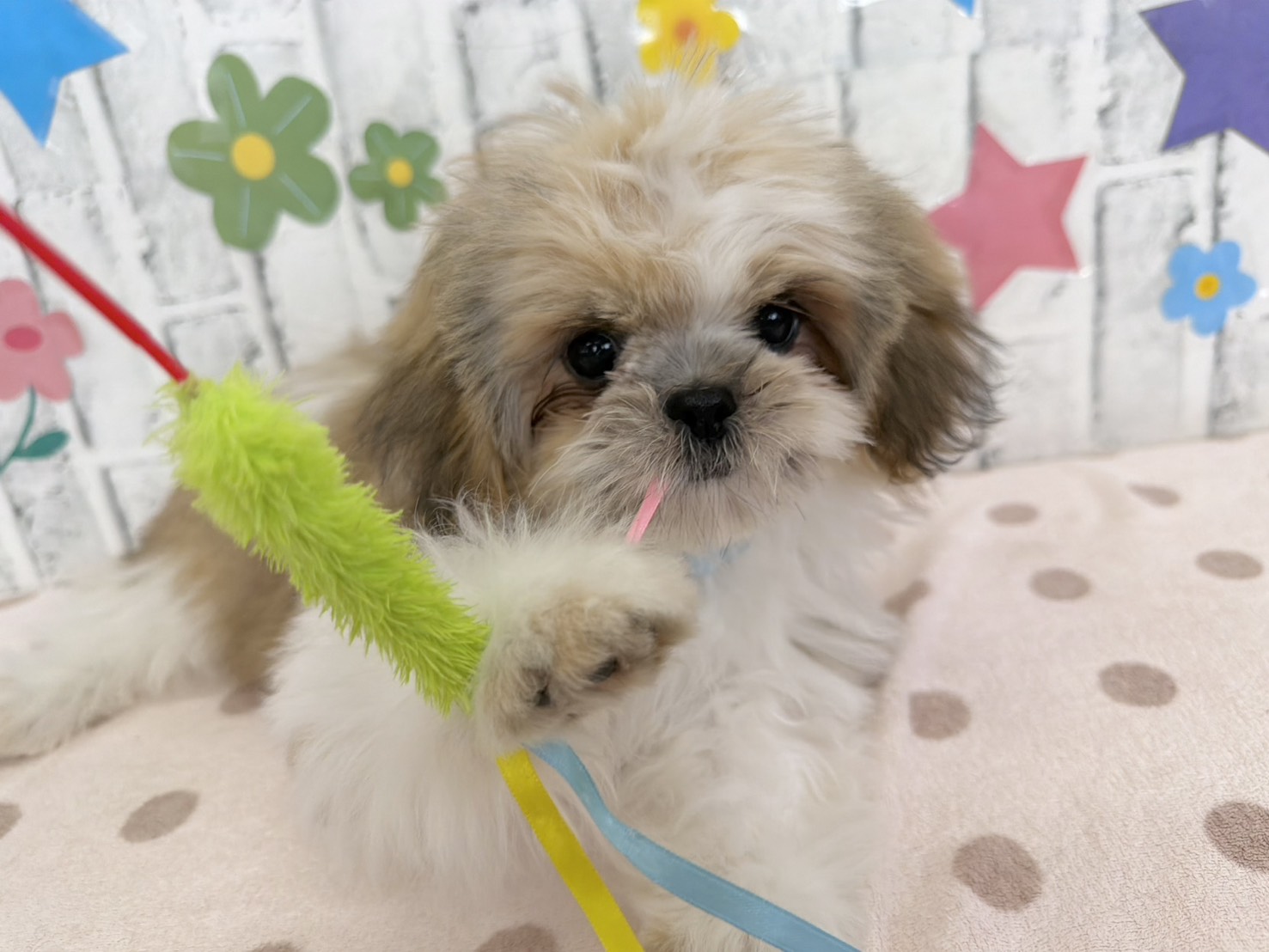 GycwlSLDOqTfLIh2VQioA-QXMgtZSrRdLOOiVDTYKbEWrl4qEpPtJ76B015A9K6S4c4Tj6DJDApdQOviva1Cn_hj5Bh_wvumACBGa0Cl_-1yNncZ9nnOs9tS5RBR5YHJkpngZXezwyv0UN-p8nCI8Q==