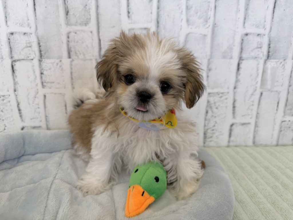 子犬販売専門ペットショップPUPPY CLUB