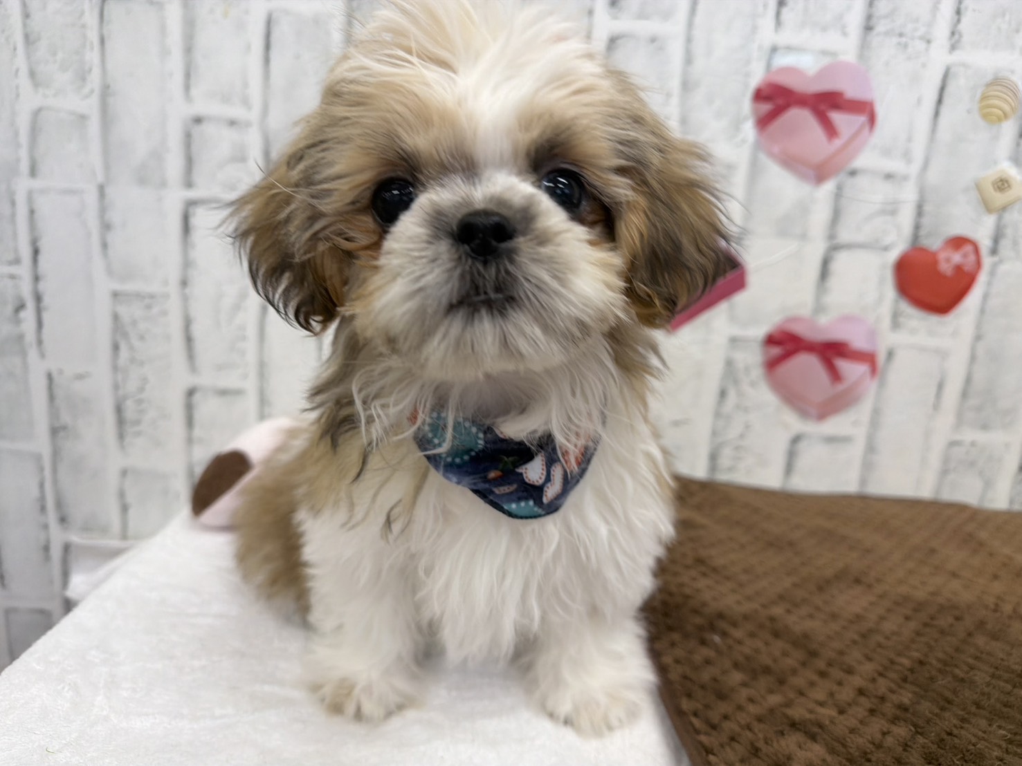 WLjtqZf9fy5gcsWpvgM24_RtSyBmcsX7H7xAaMjB00S7svv2QpqKPT4QqUSCRbb24BYbyy7rMkze75D66fwTL-y_XdDtdNSwWWsLKlX3vubybgWe-XlFfYj0XPJ96cTmz-l8wzGQwHLkU5ioxg2GJw==