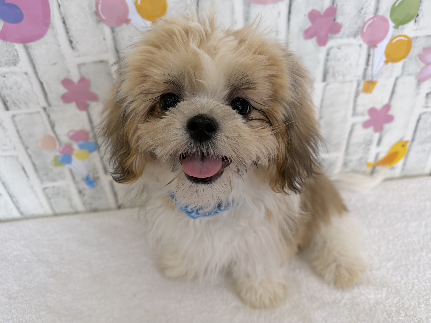 Y6c6F8e2dJrfT7HqdIFmlS13HSW4v0Y4FFg1dKqH7SlCWiRsEy7EyaJfMjnT9UQSdjubpfG0gcw_h9GWWF0-cpaqBEP90vKbGAMZ14yr3DxWPWPmLmNnXuBev0xSgvKUyoEYSNdl5TIBu65cFcBv0A==