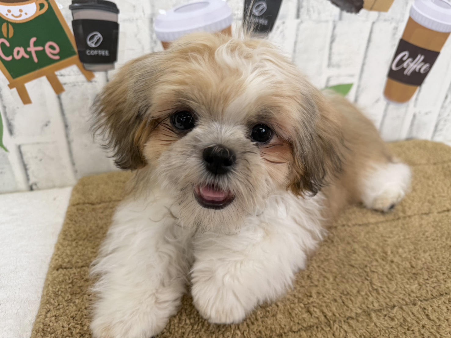 line_oa_chat_260307_142204