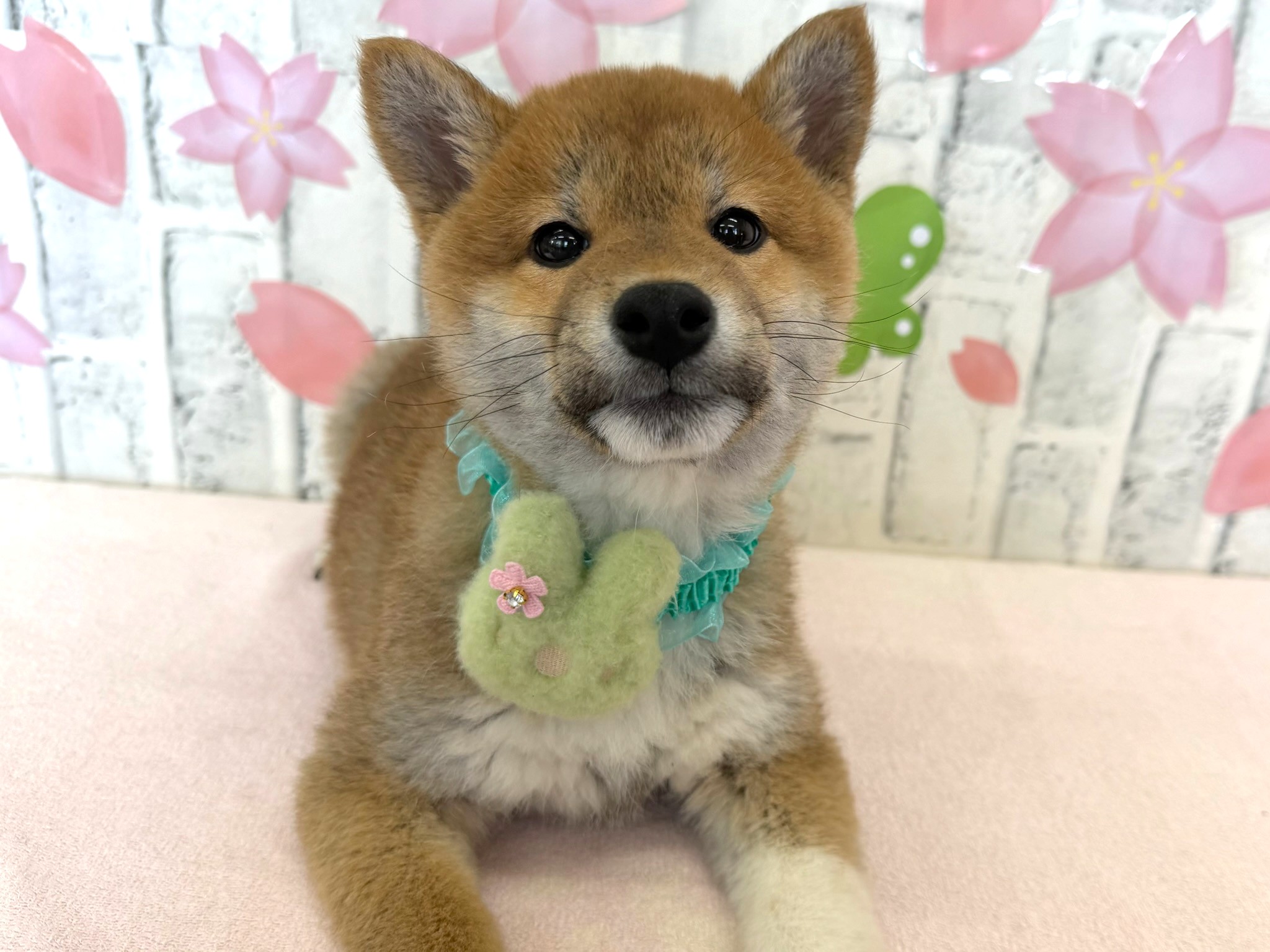 01264a81ce52eda3706365e3a3b89d8cb947857d55