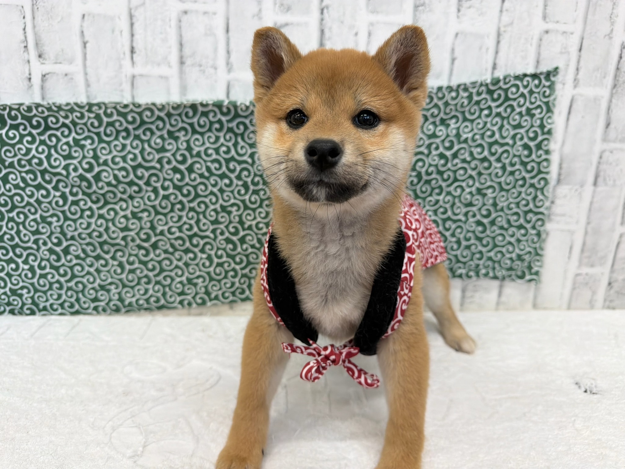 012c7f0a04c20800997696b86114cc3b338eef166f