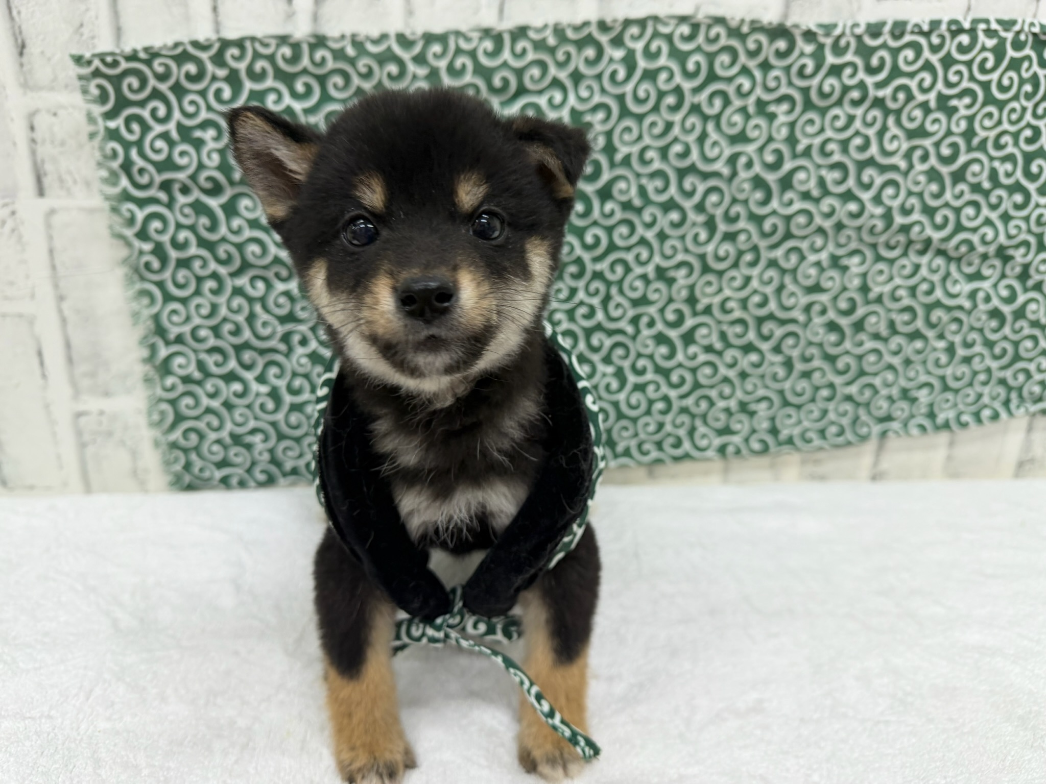 0135b88e859a71355ecabd82b4bfcadb87a43cf1d6