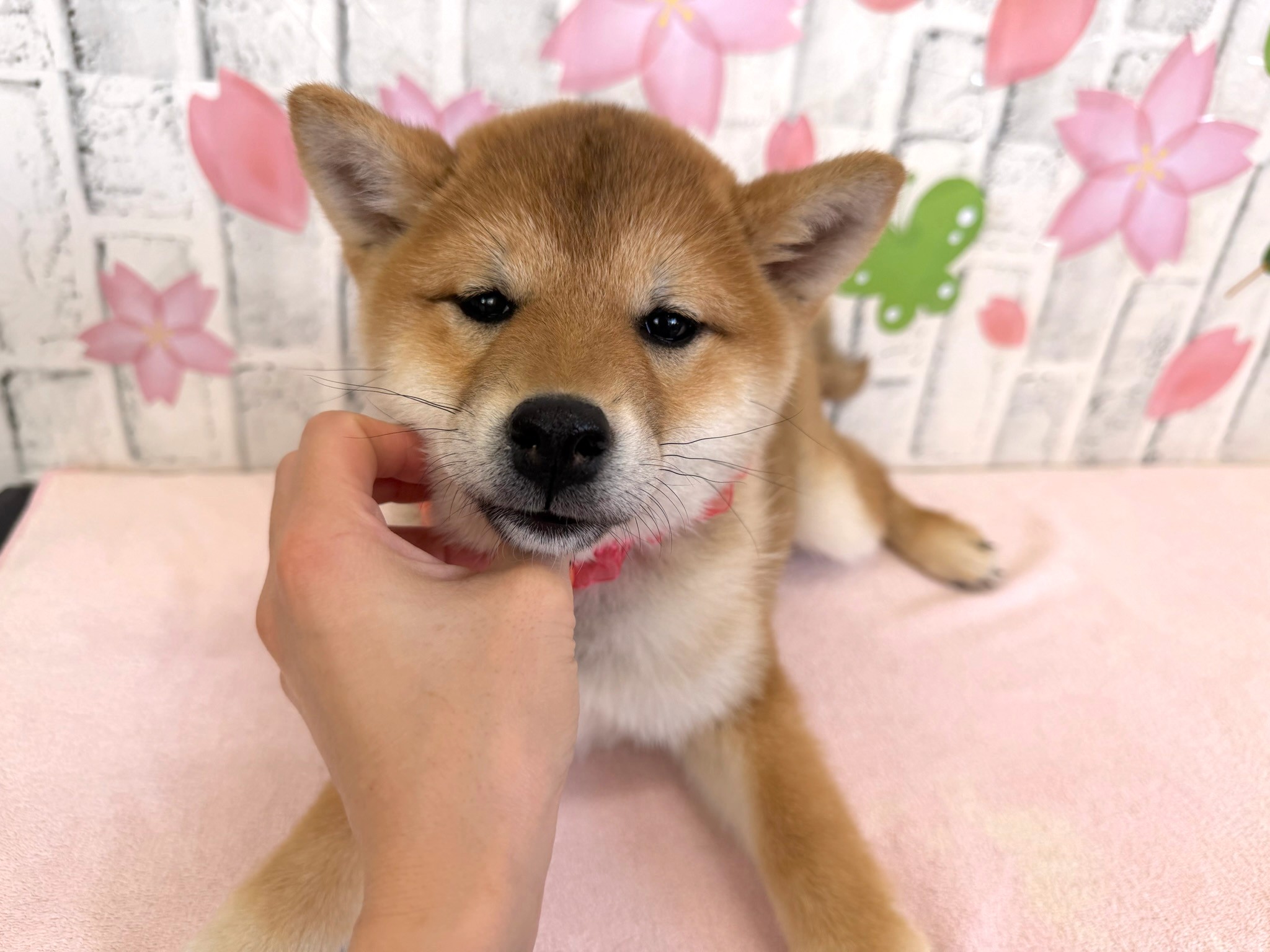 0146a655bb19d3ff83f5267be1e06e41e2588b3d94