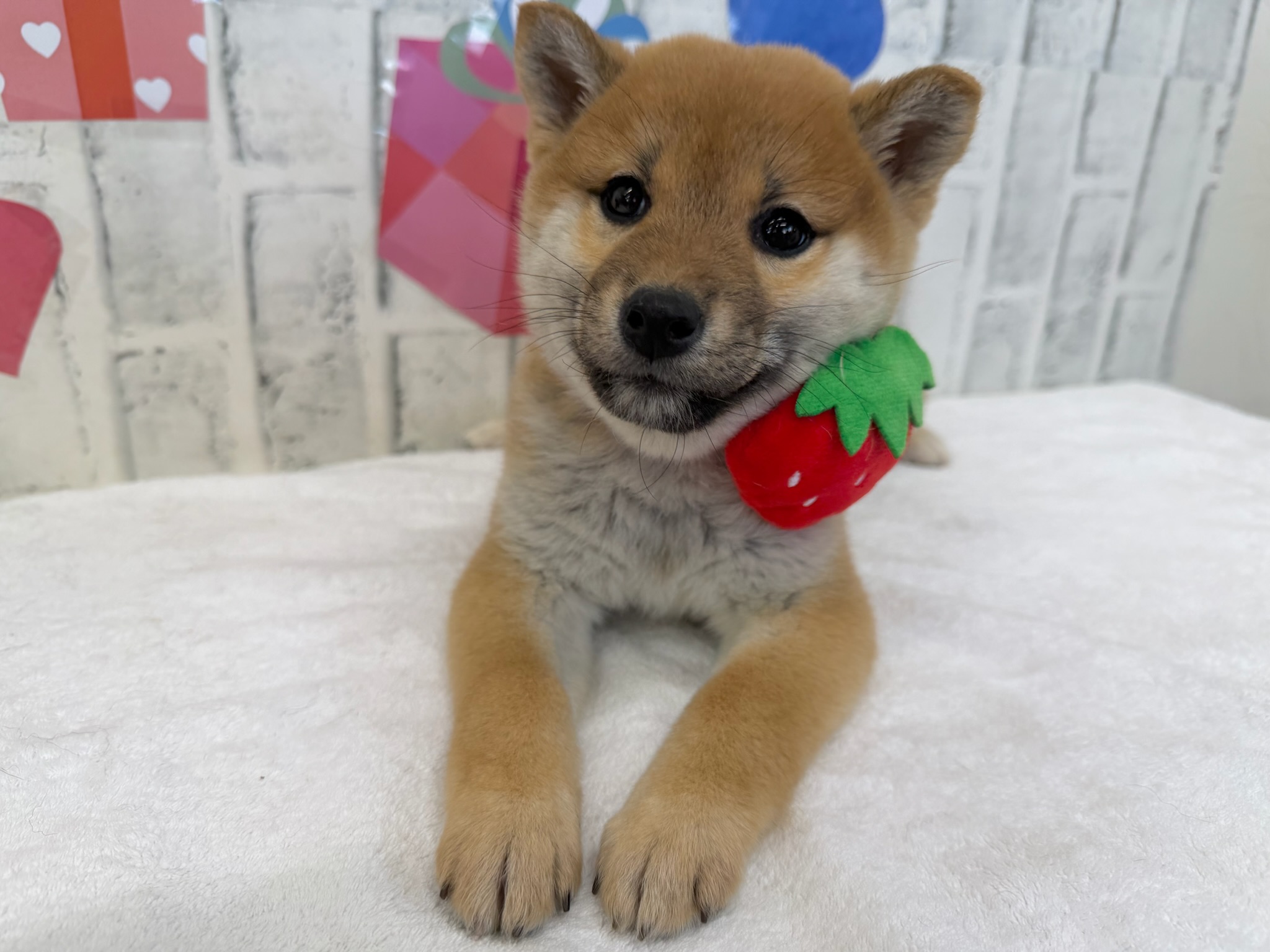 0146edcaf917ecde2b852262d8f8f06cae7fe3771f