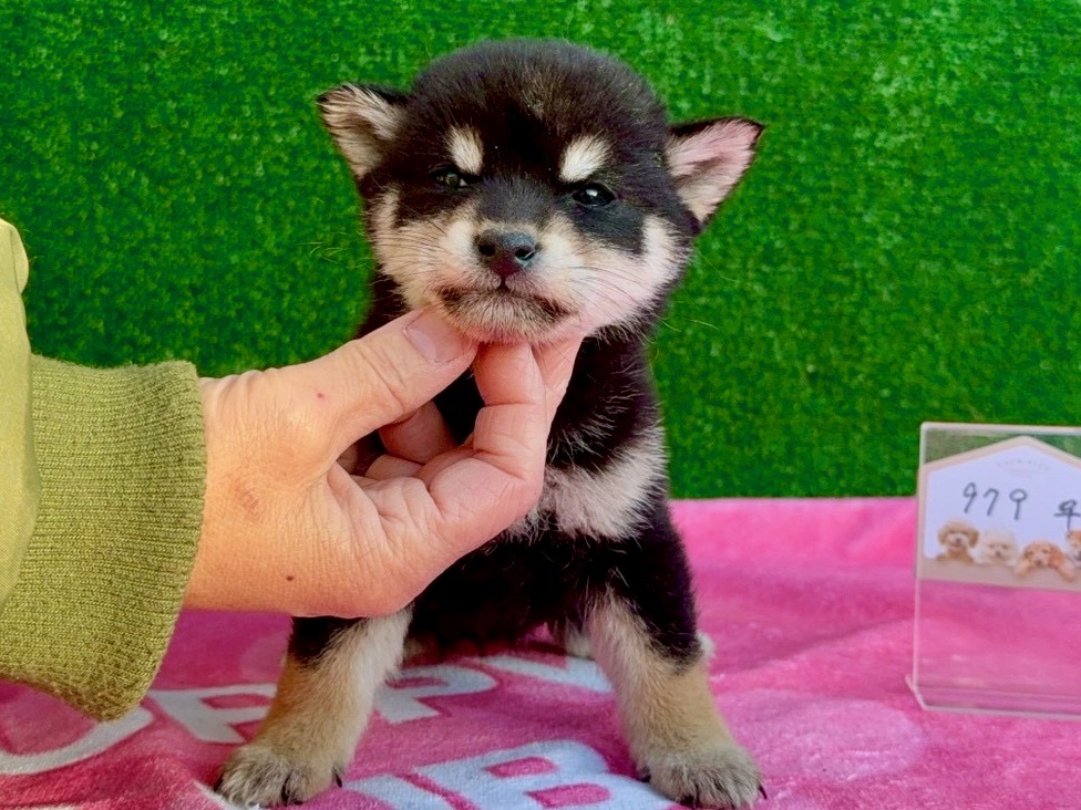 014bf79b492f18b9e3f97199e62ff61313ca1b1433