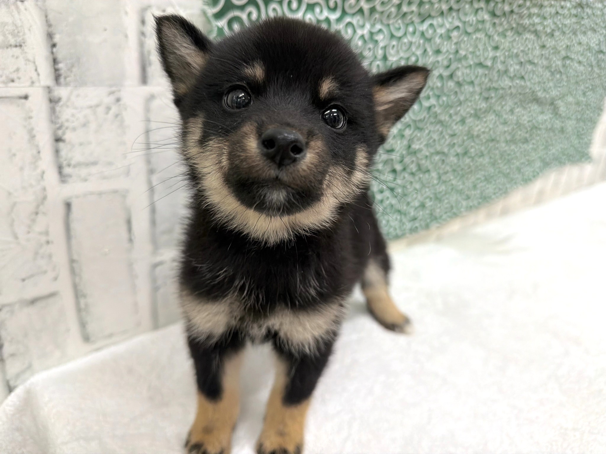 0165e344402394c4798459dffef9947fd28c4b6747