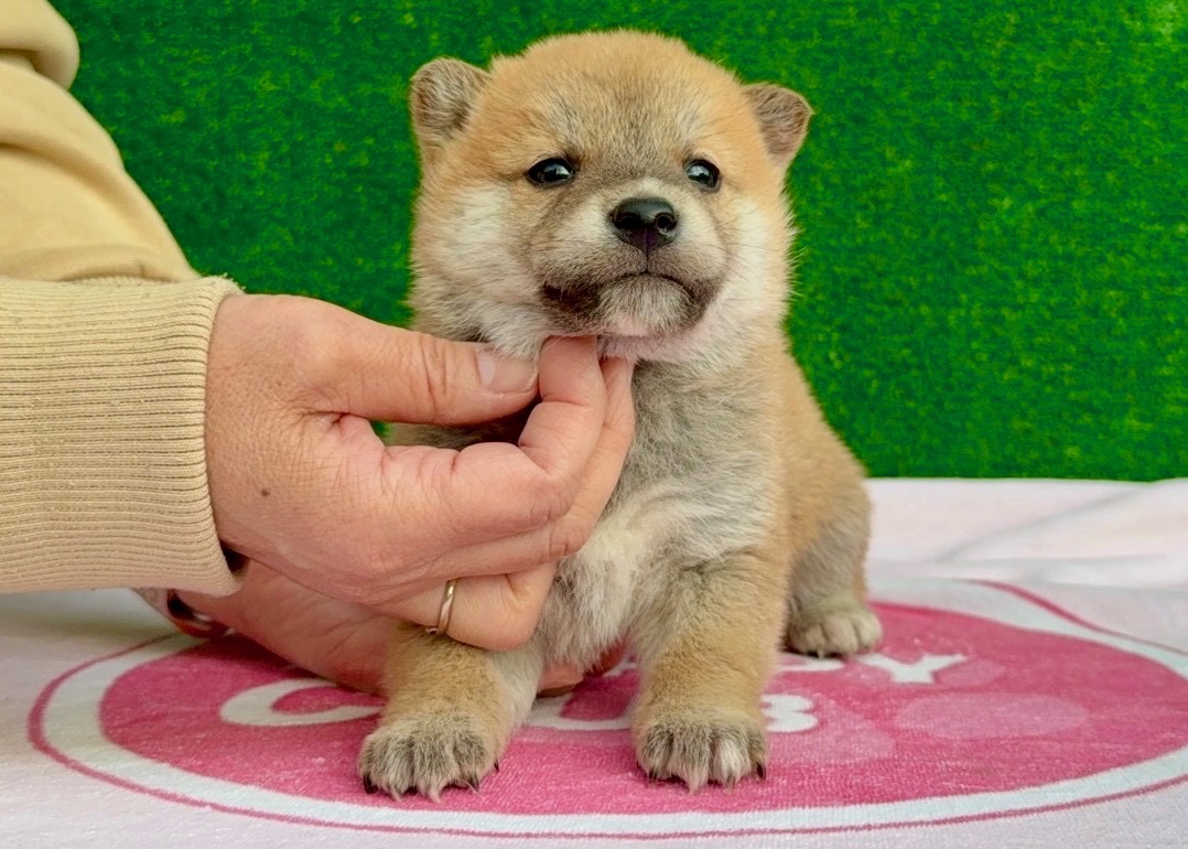 01c505c12f23cc8d3c5ba1e84513051694202ba9c2