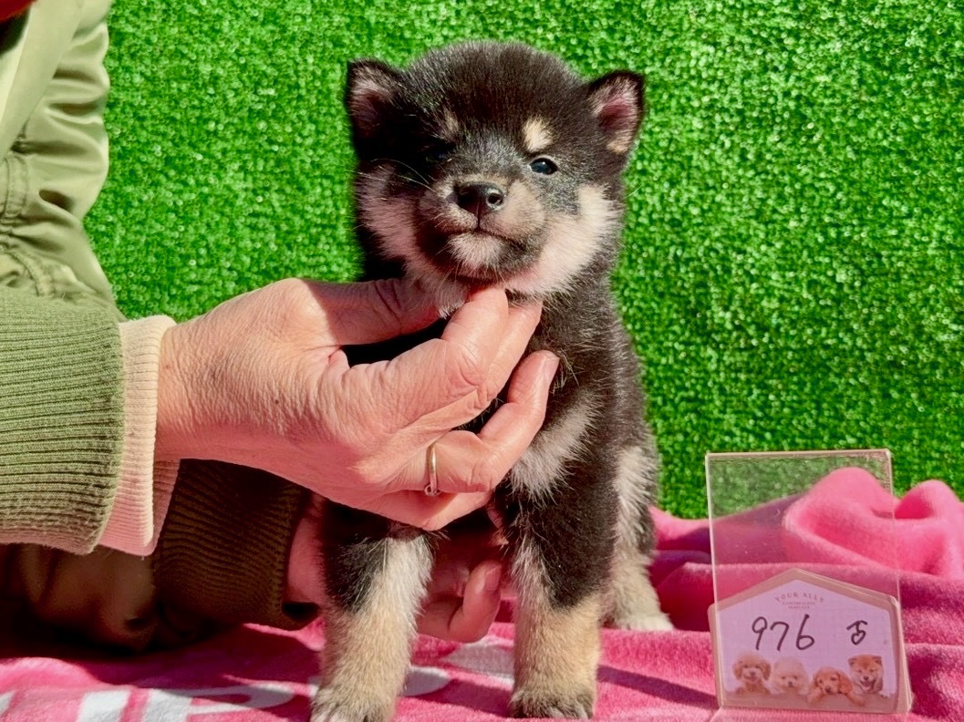 01ed37b0572fd249c45d60a2b1532e80f5e3d8db33