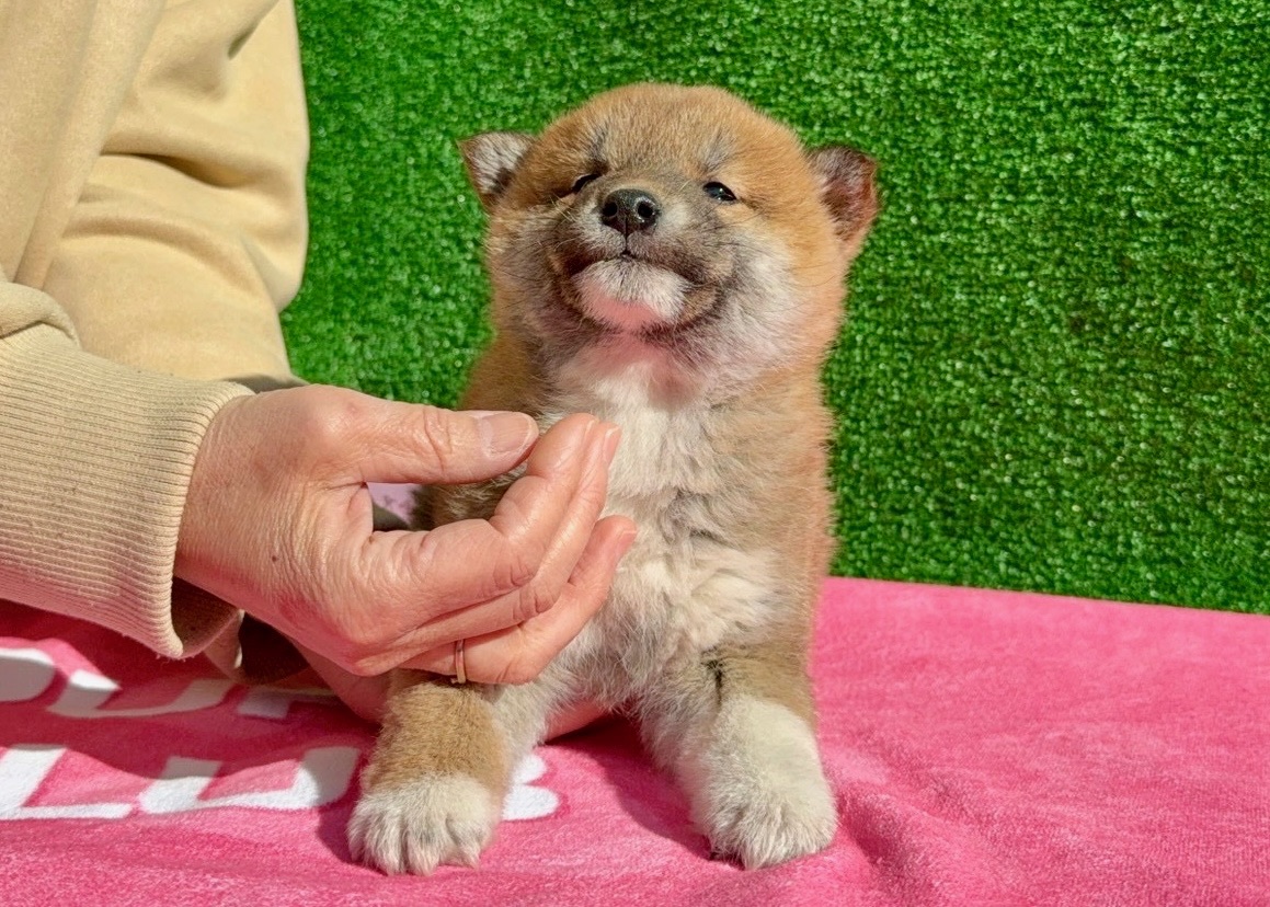 01fd8ae0c38261d03e3d085f2a4b6a853a4d2fe621