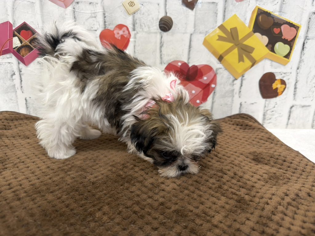 子犬販売専門ペットショップPUPPY CLUB