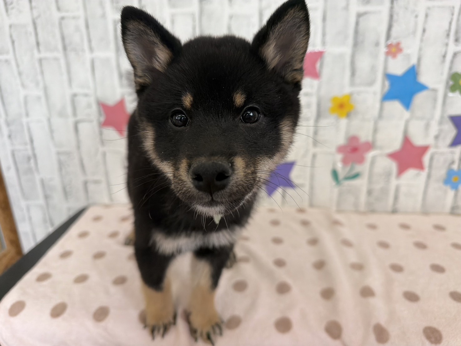 YnruhSnlpTaY8B_kUjKv-VycgVYpxF2n6MRrsr4bEVRLSEAQXt_DXC9mDy7LKxiUlkJ-V1JEkbd5IfscvF4nXua2czafew0VsIWfdFn6X2JSH6L7ICCtQqOpGYq6_w0tdWH1GW1Hzzc1ZjJIrpDCnQ==