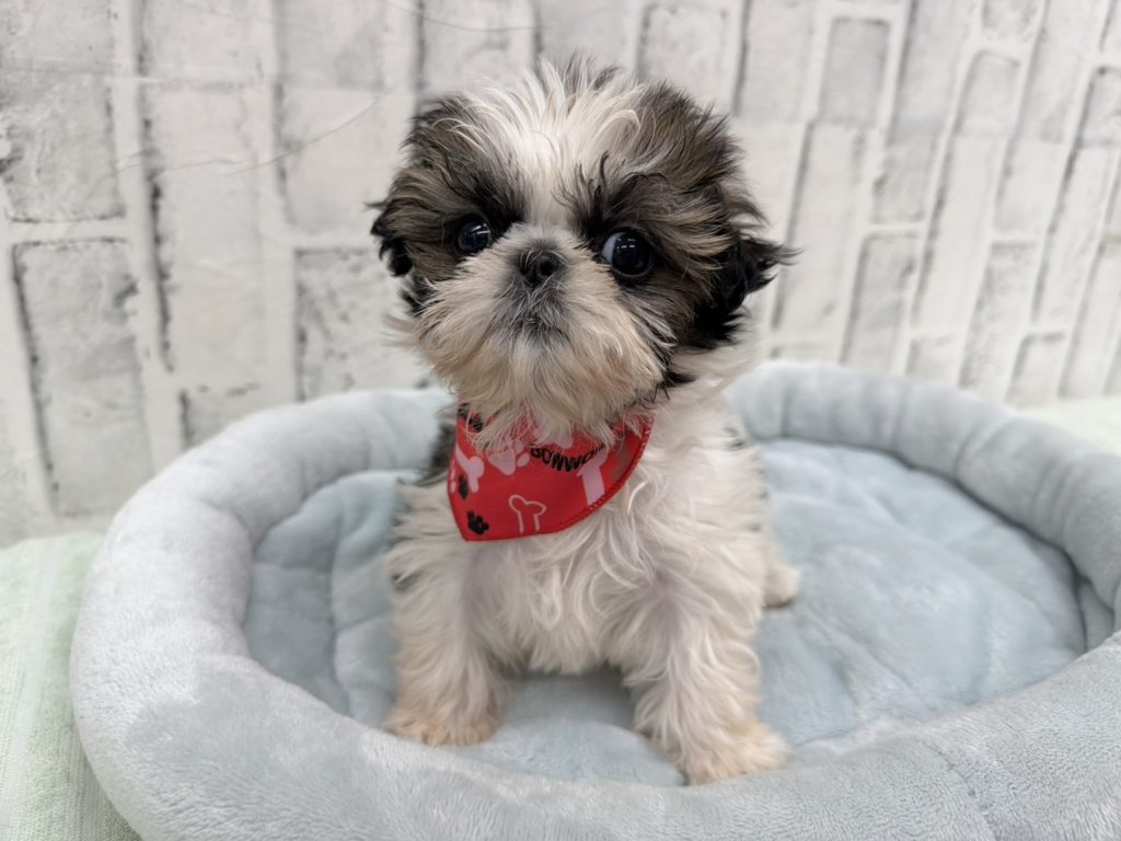 子犬販売専門ペットショップPUPPY CLUB