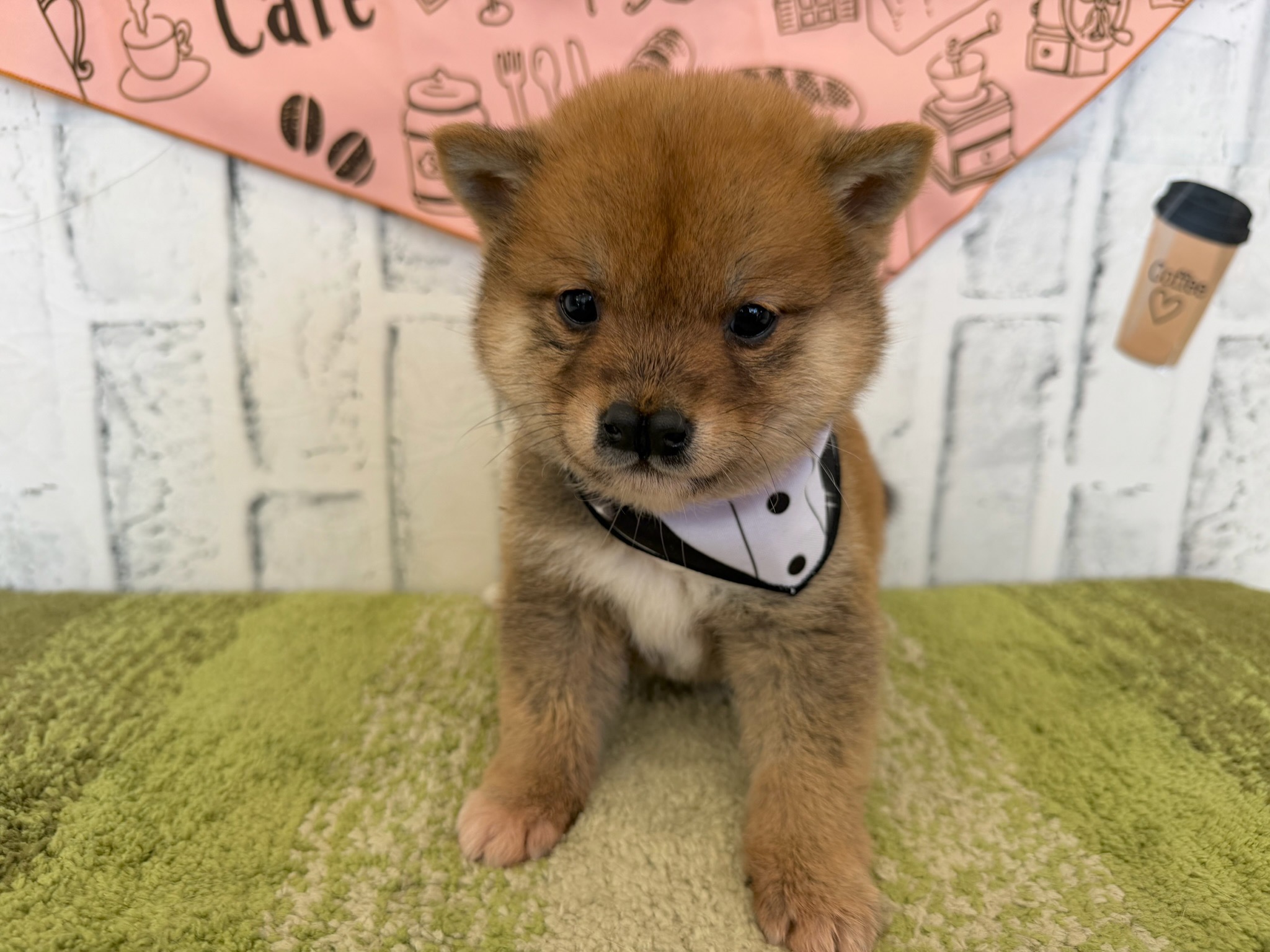 子犬販売専門ペットショップPUPPY CLUB