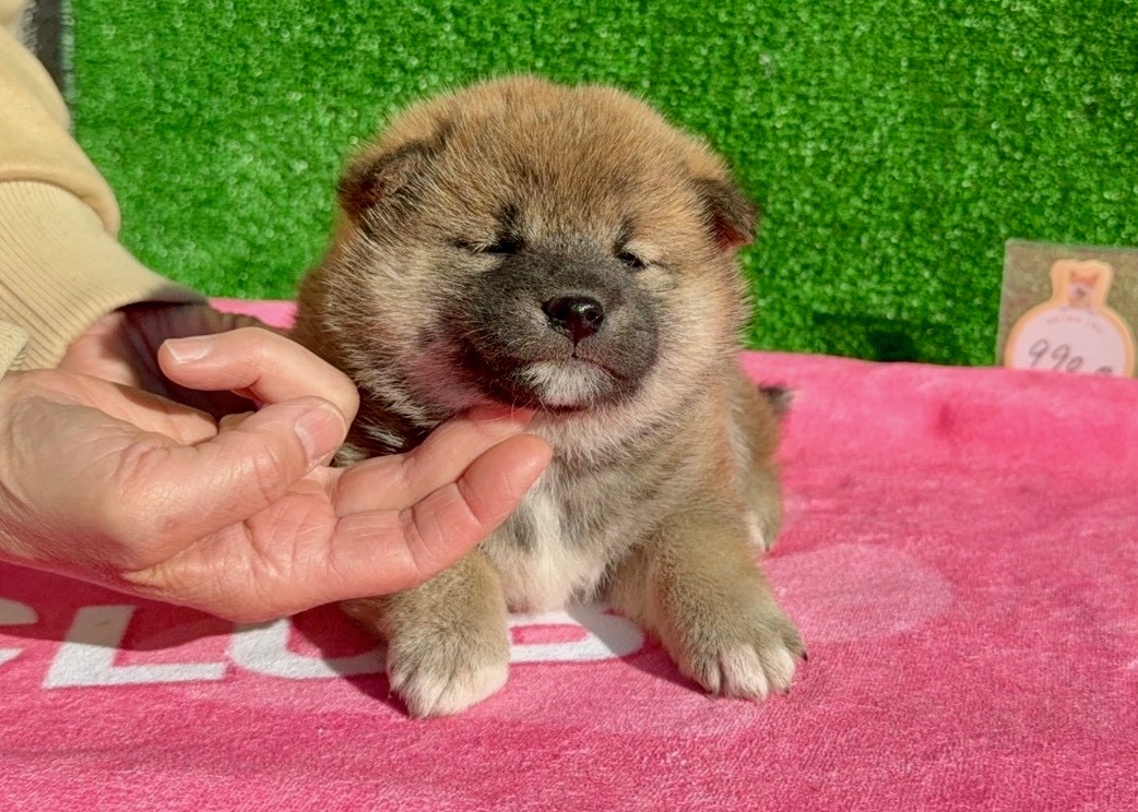 011568d4600f695e240a1d77e01f8d9de7fb9030ba