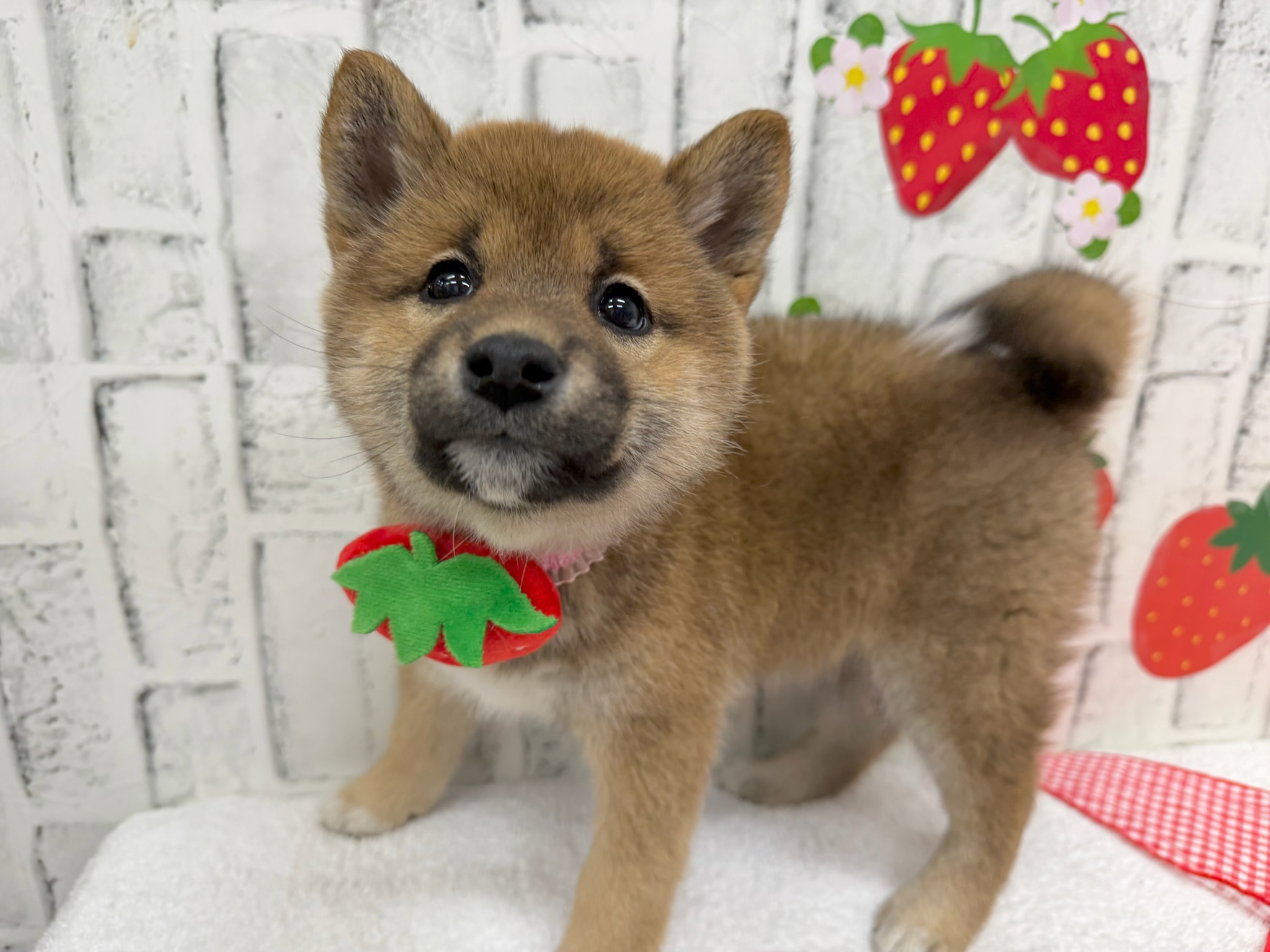 012a4c84d6a4960f8f91aaa04d3549a35b3868fce8