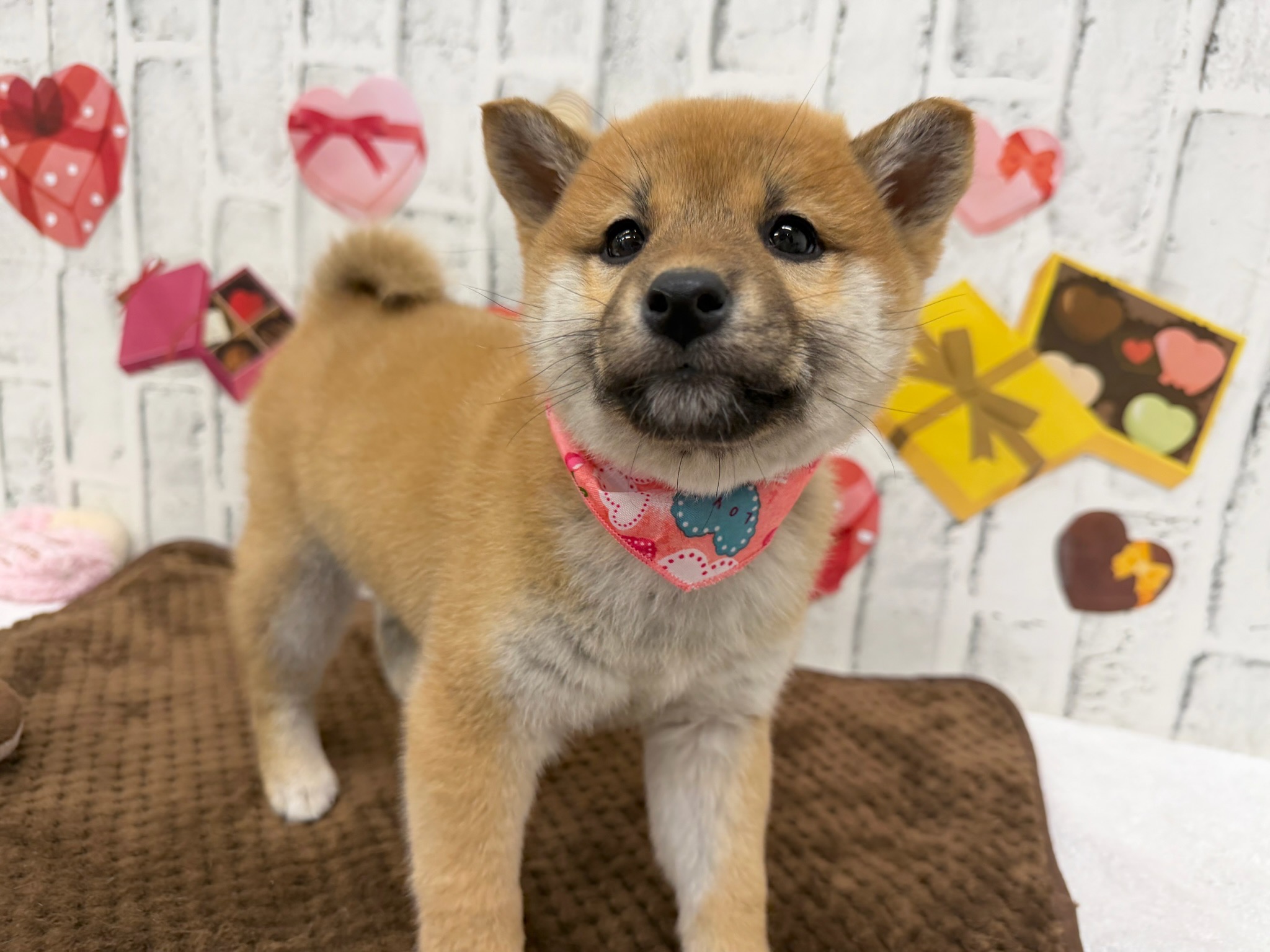 52qo-E29aXbxxw5w7LQvL2SfndxplvcUZ9_4aBMREbV3PbJtmZ6nRaUCrJJBK-_FbF4dWjEmHqqZYNVernfUdXUvEN-028fHeEl9kpFgXhS1kwIOcbPUrlXlH8NmMDOXjgTjgTGATm1_gXXKFHhmhg==