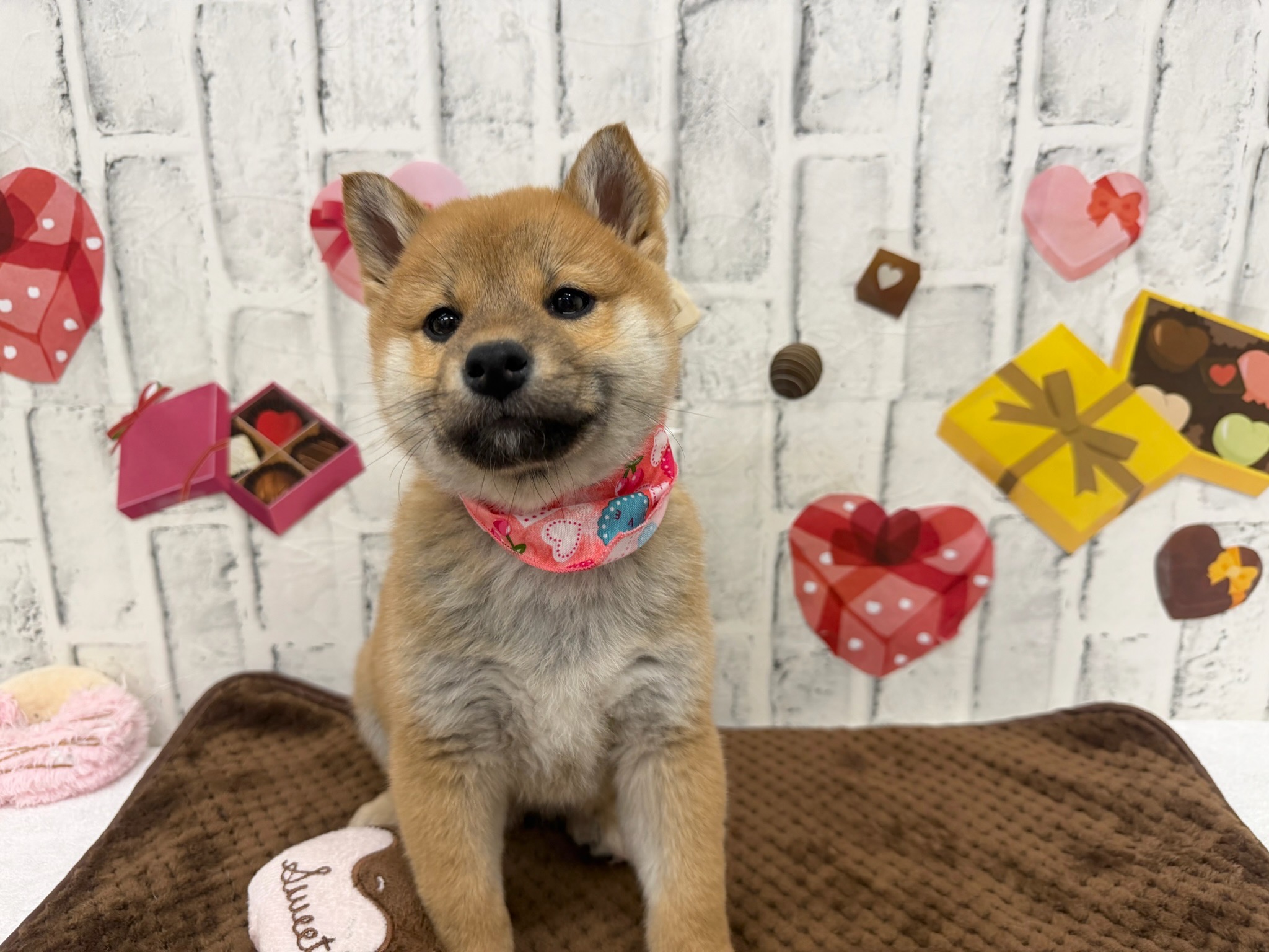 -GBxhzgyHctmhxnl39PsmeBW1KIONdH2DC0A6xTnaGXT4Q43murlu4cSSZj7LuZWhmICnPCw7F-YEMJZTY_MKEkux6a9zPpPniMW9iD0fB6ZuTPznp4ZRyUKIMBYKM4kPGAWgRoNfwFFSQkqTkXAuA==